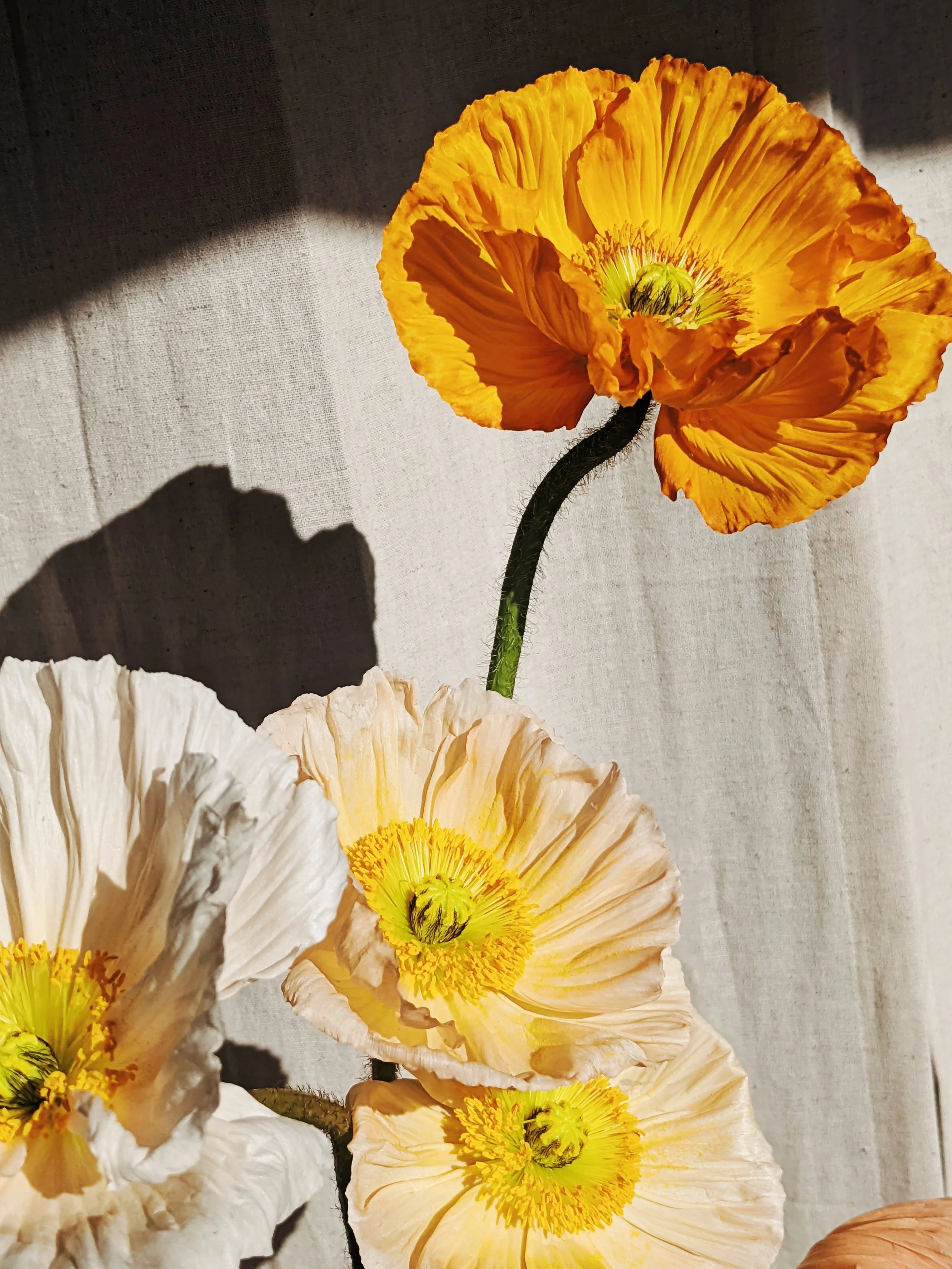  Lush orange and yellow flora glowing in the sun   