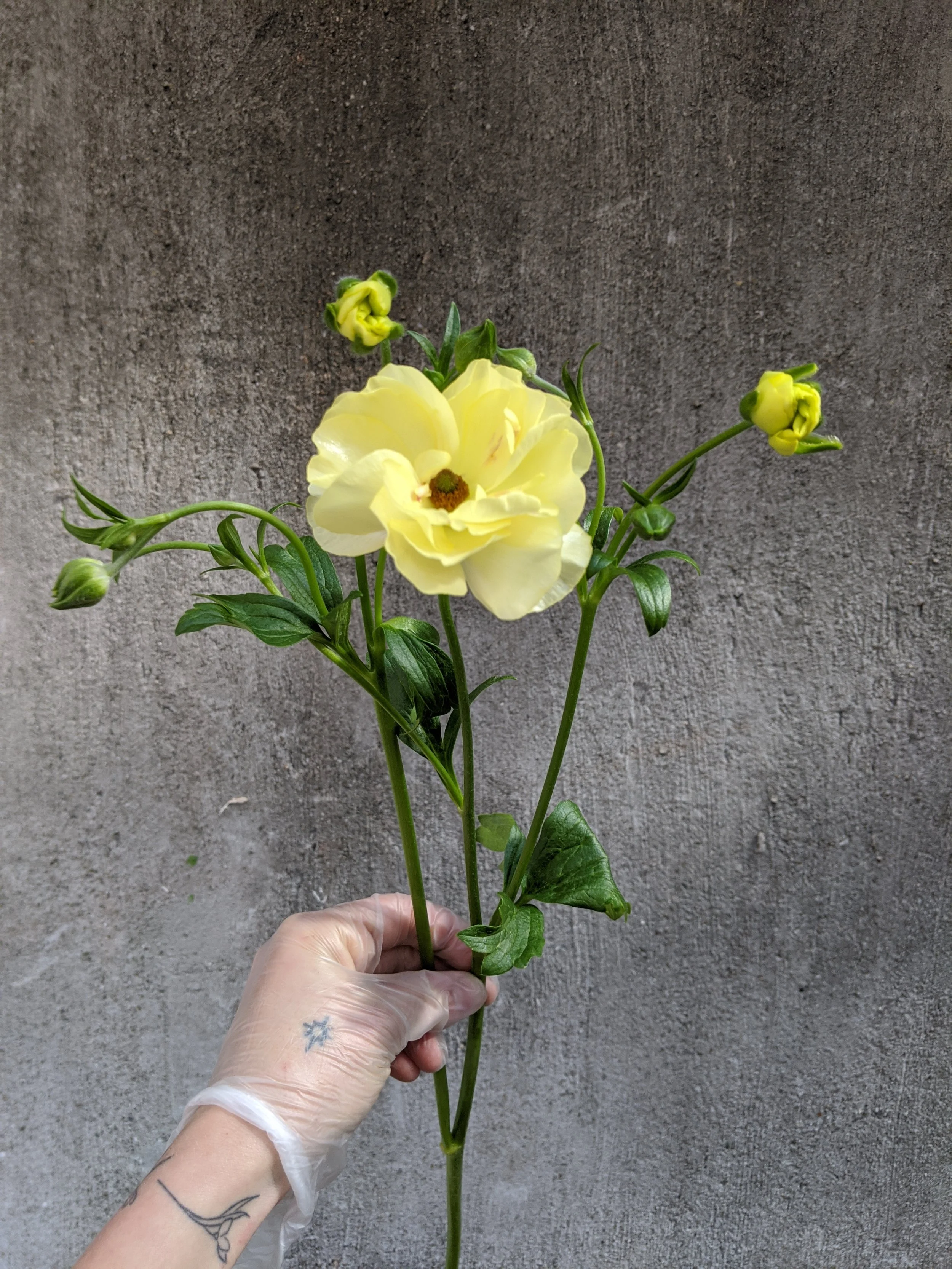  Long stemmed, bold butterfly ranunculus has shiny leaves and yellow blooms 
