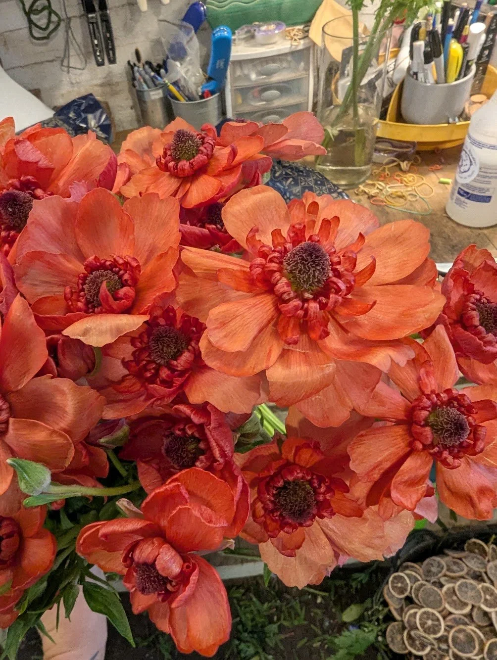  Centerpiece of striking, loud red blooms on workshop bench   