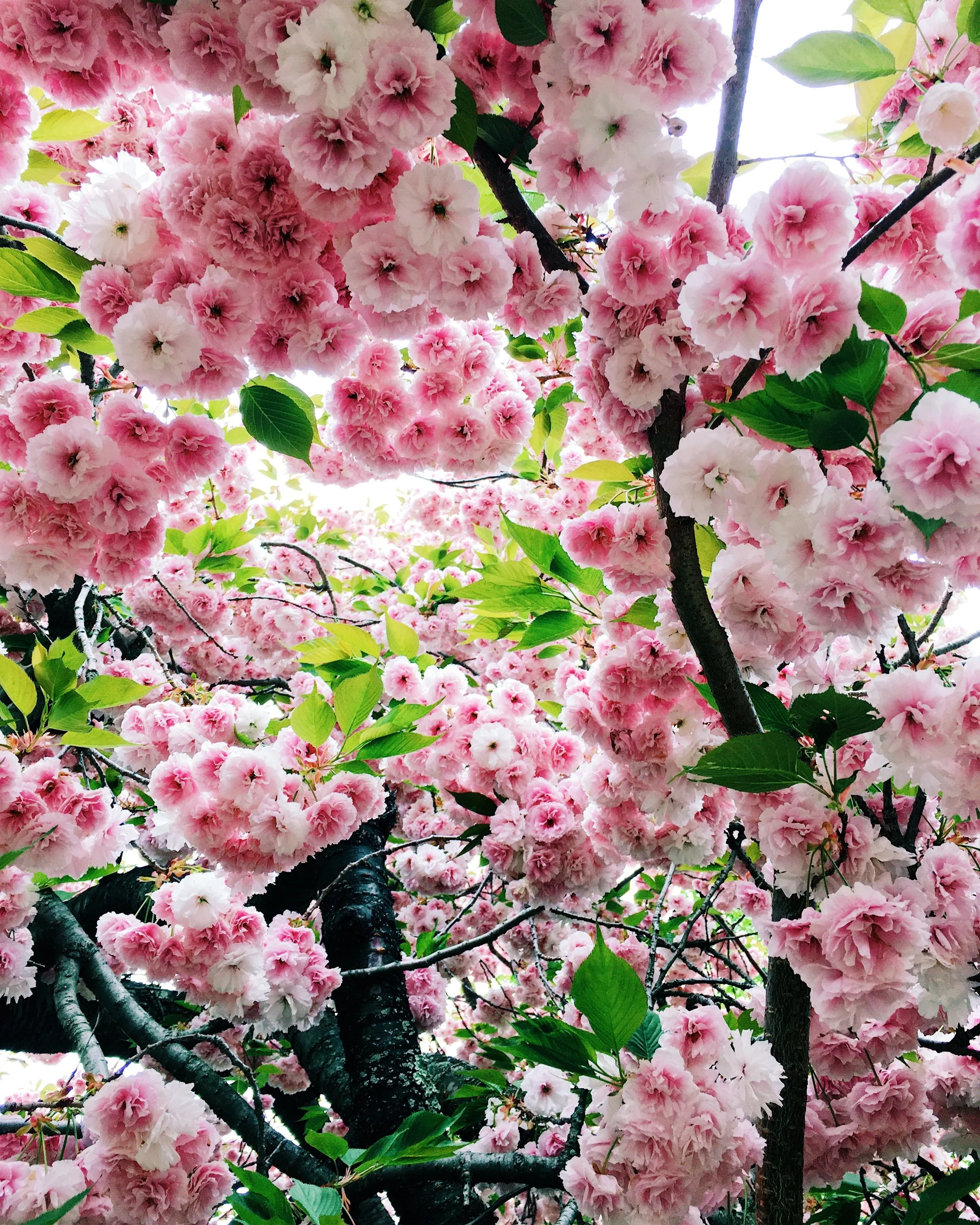  vivid, bright pink cherry blossoms decorate tree at its peak 
