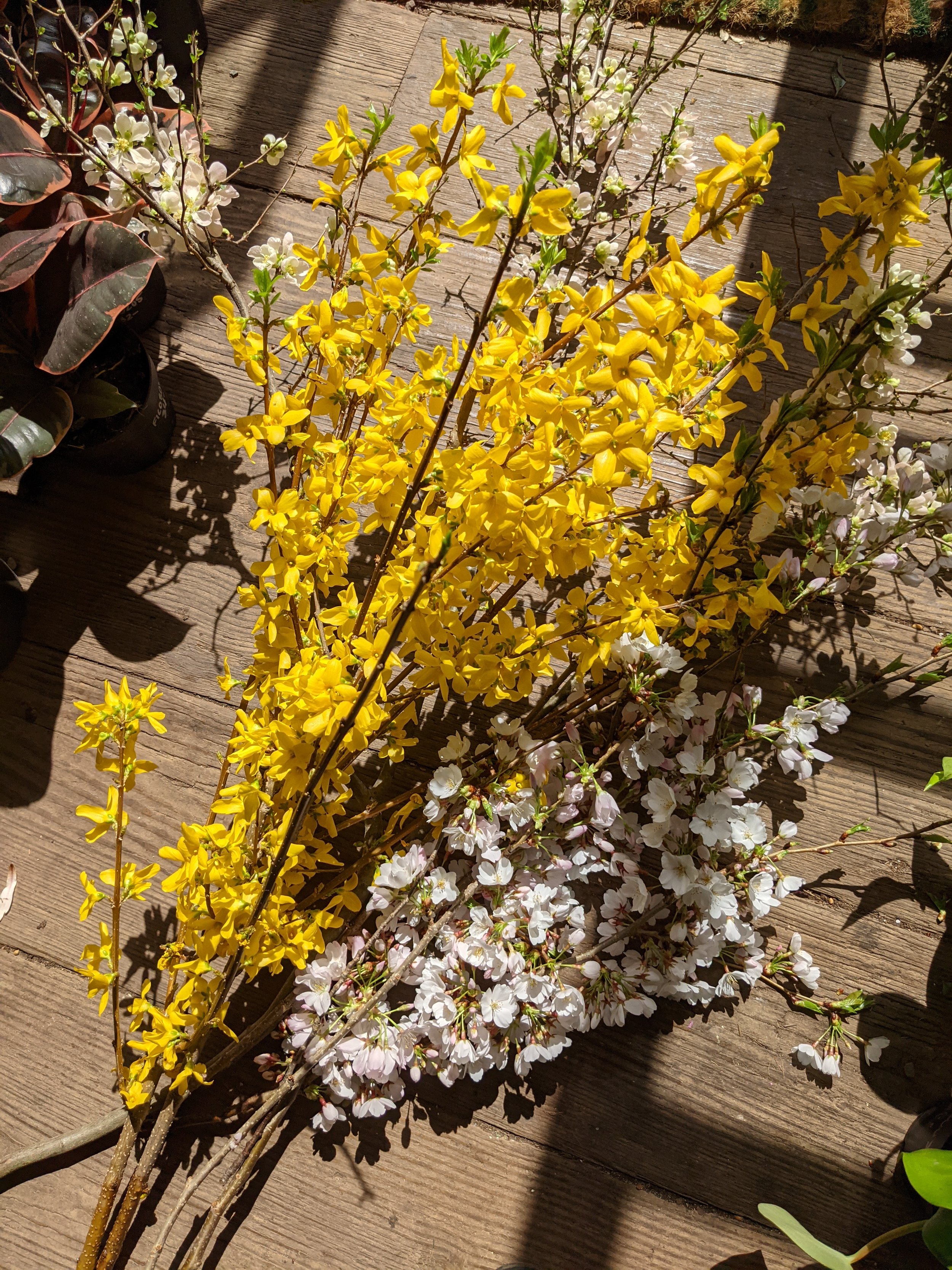  Tall local Hudson Valley forsythia with lush yellow blooms and white cherry blossoms  