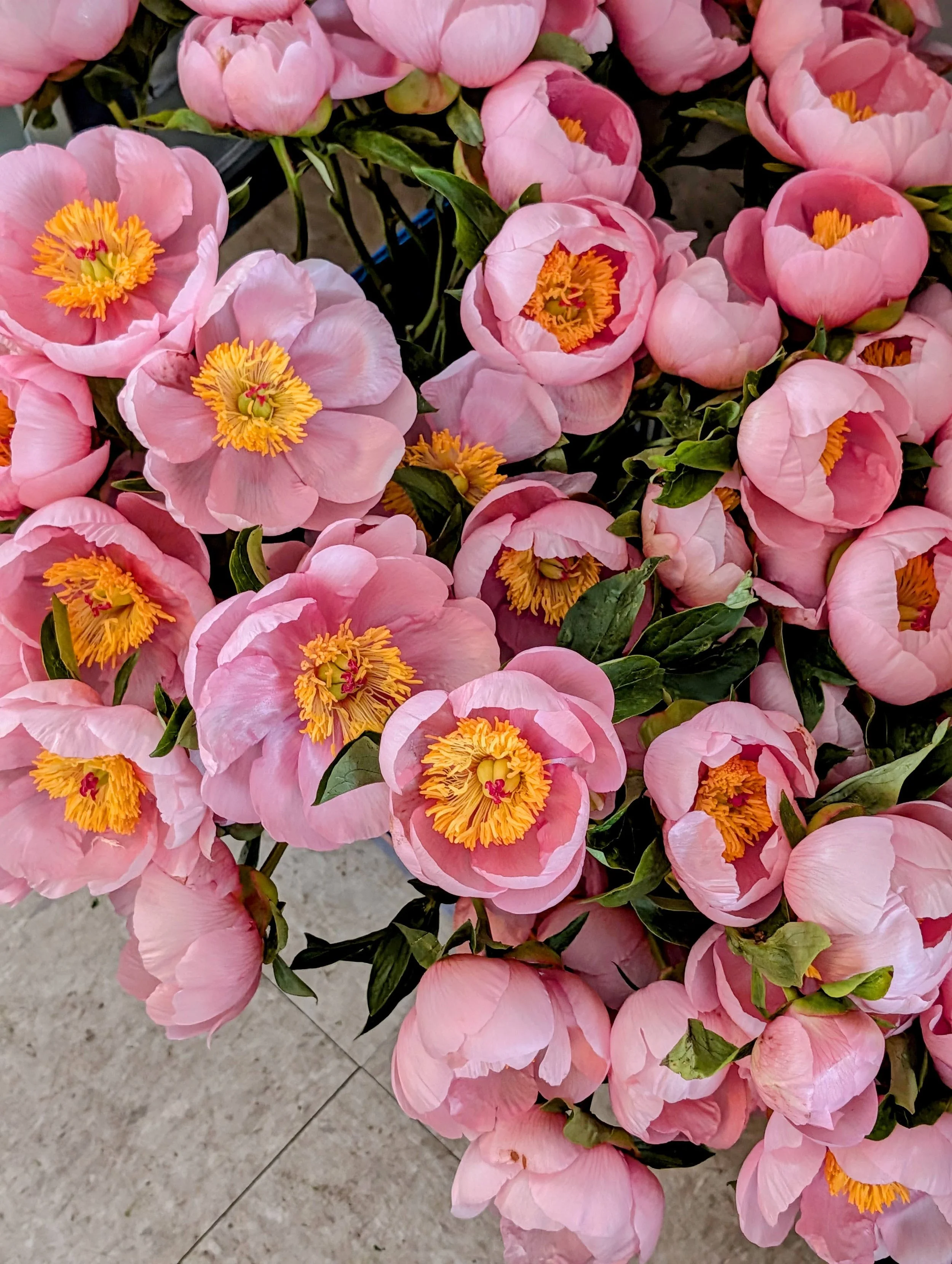  Vivid pink petals with yellow details fill bucket 