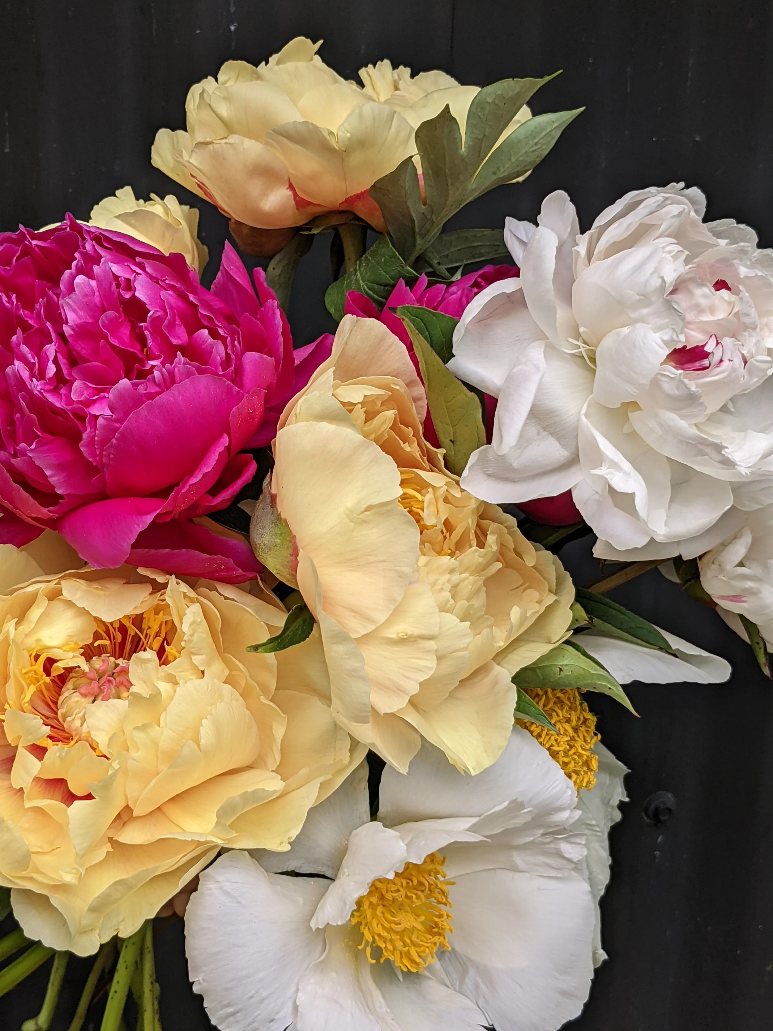  Close up of delicate, multicolored petals of white, yellow and pink booms 