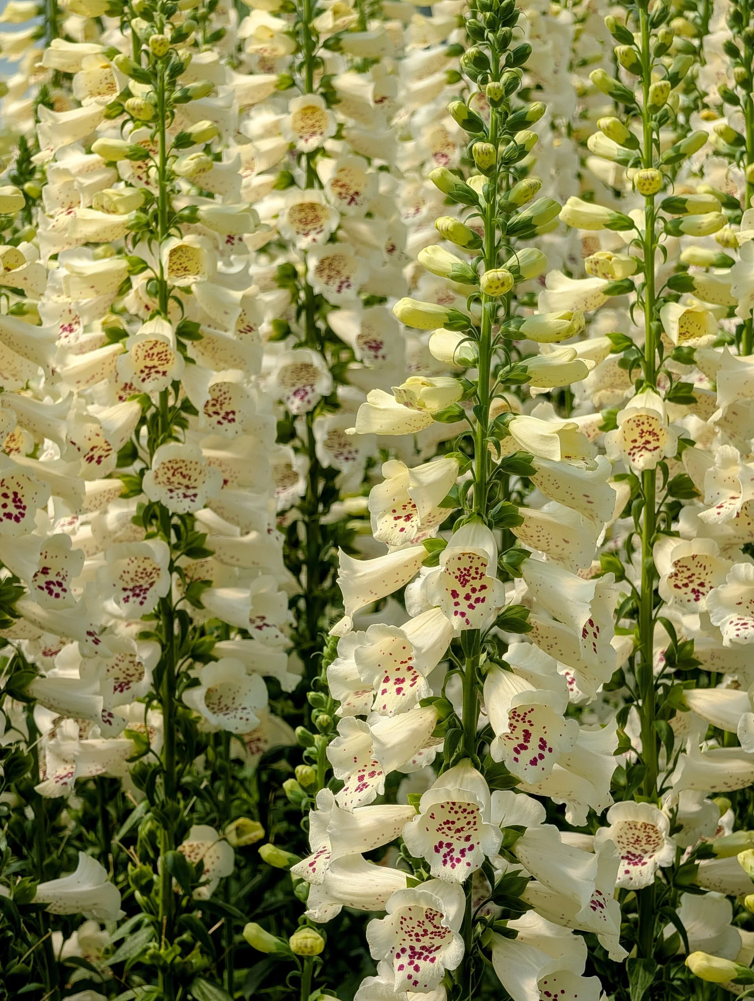  Tall, charming yellow speckled bells of foxgloves 