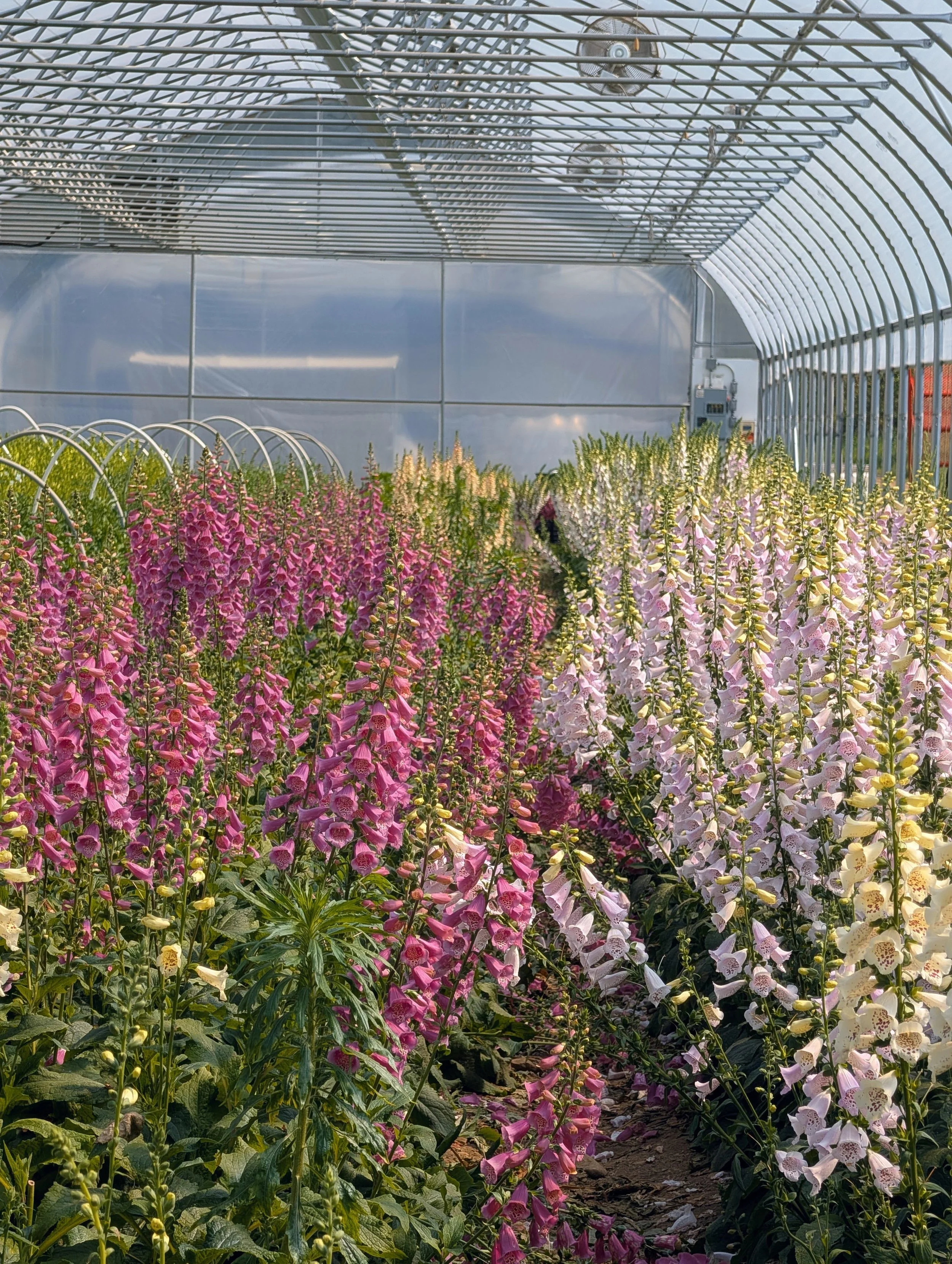  Field of lush pink, purple and yellow organic blossoms  