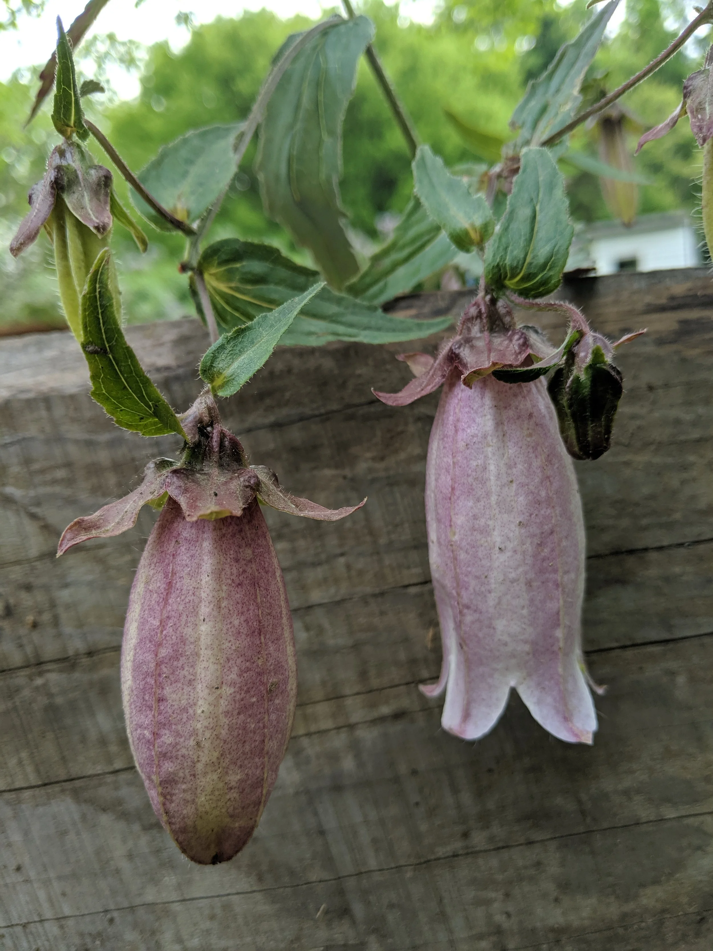  Soft purple campanula  drape over wooden post 