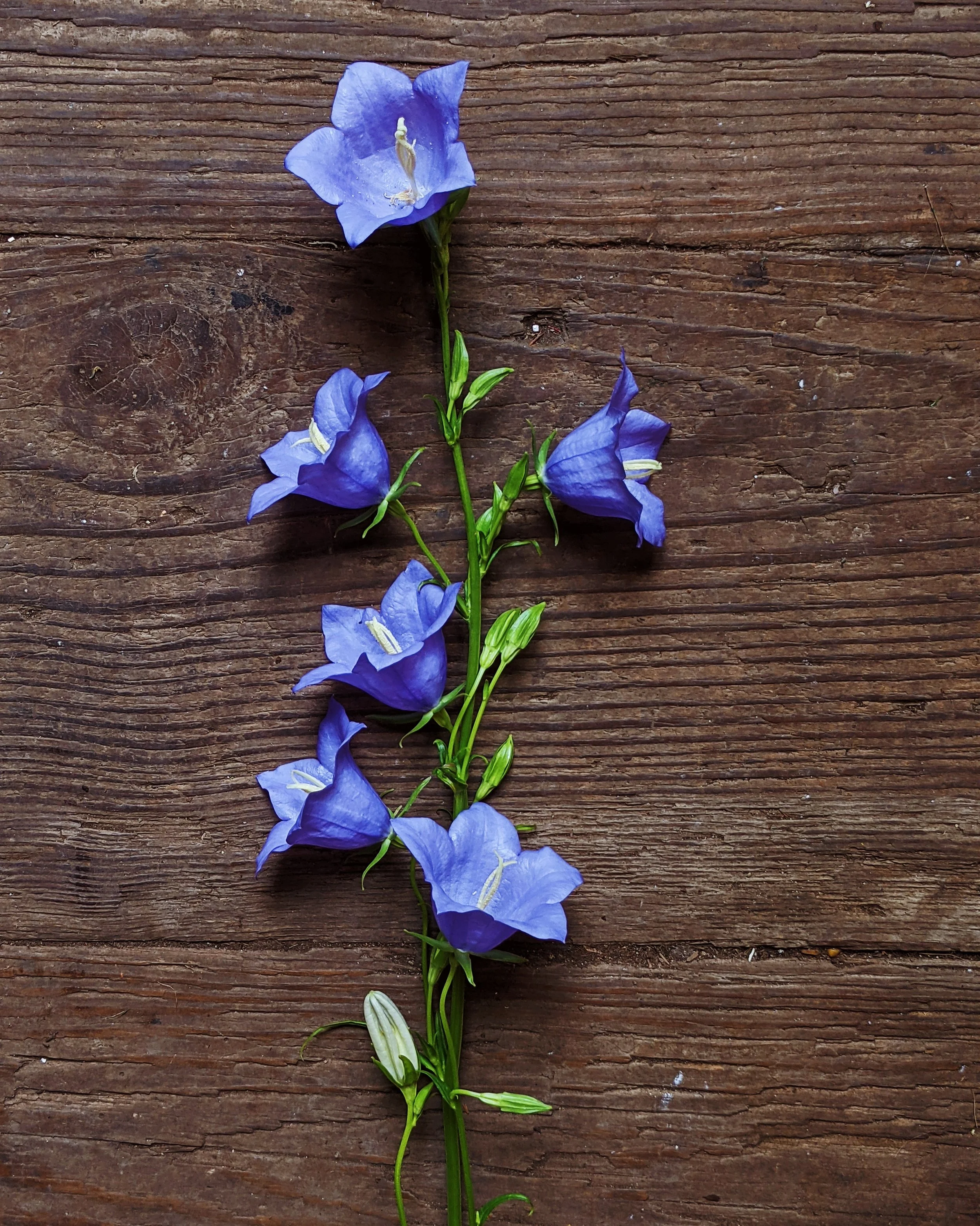  Delicate blue bellflower with starry, bell-shaped blooms 