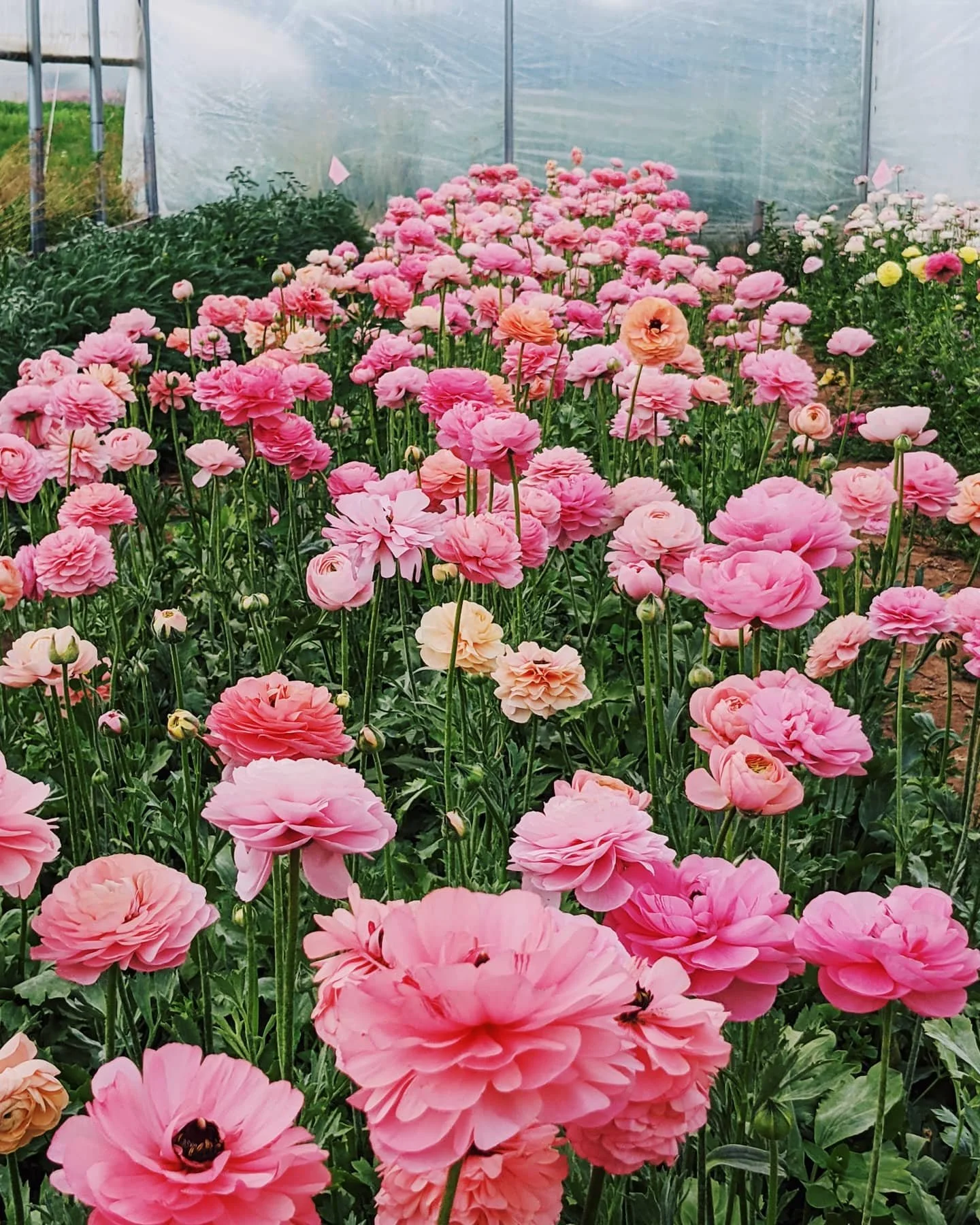  Row of vibrant, fresh pink spring flowers from Hudson Valley flower farm 