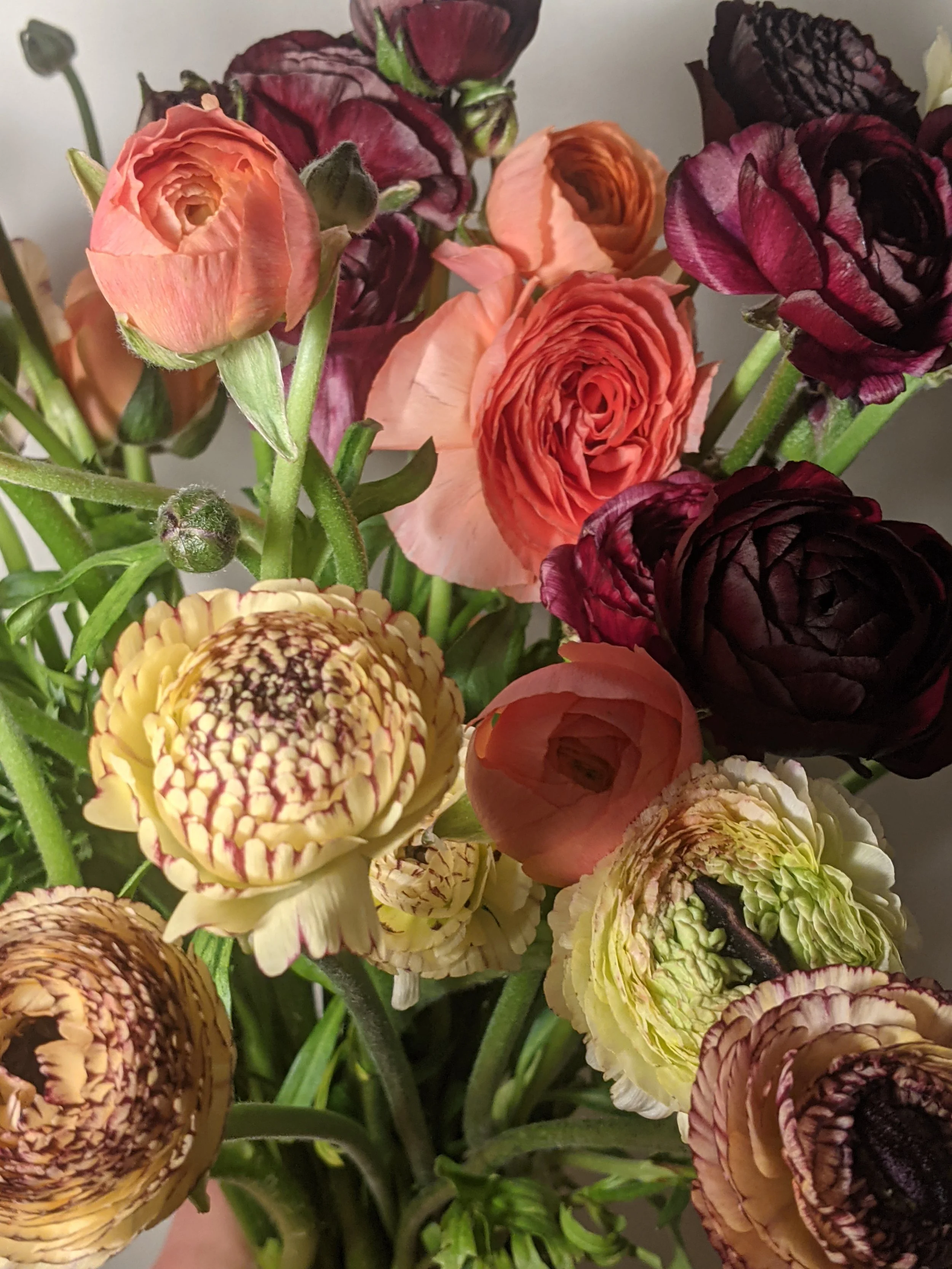  Warm toned blossoms with layered, delicate petals of various colors from deep red to soft yellow. 