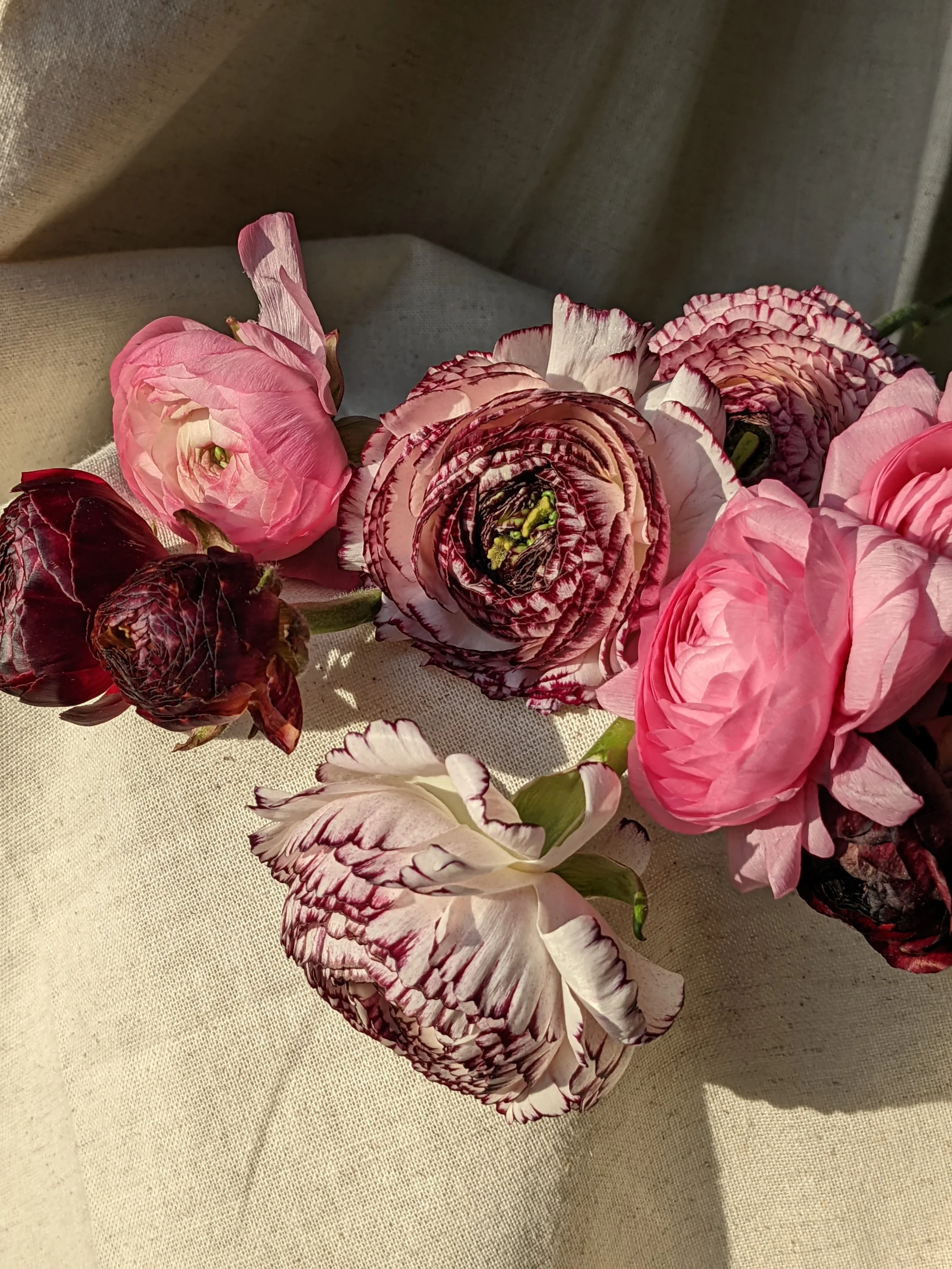  Chic pink and red ranunculus arrangement draped over fabric   