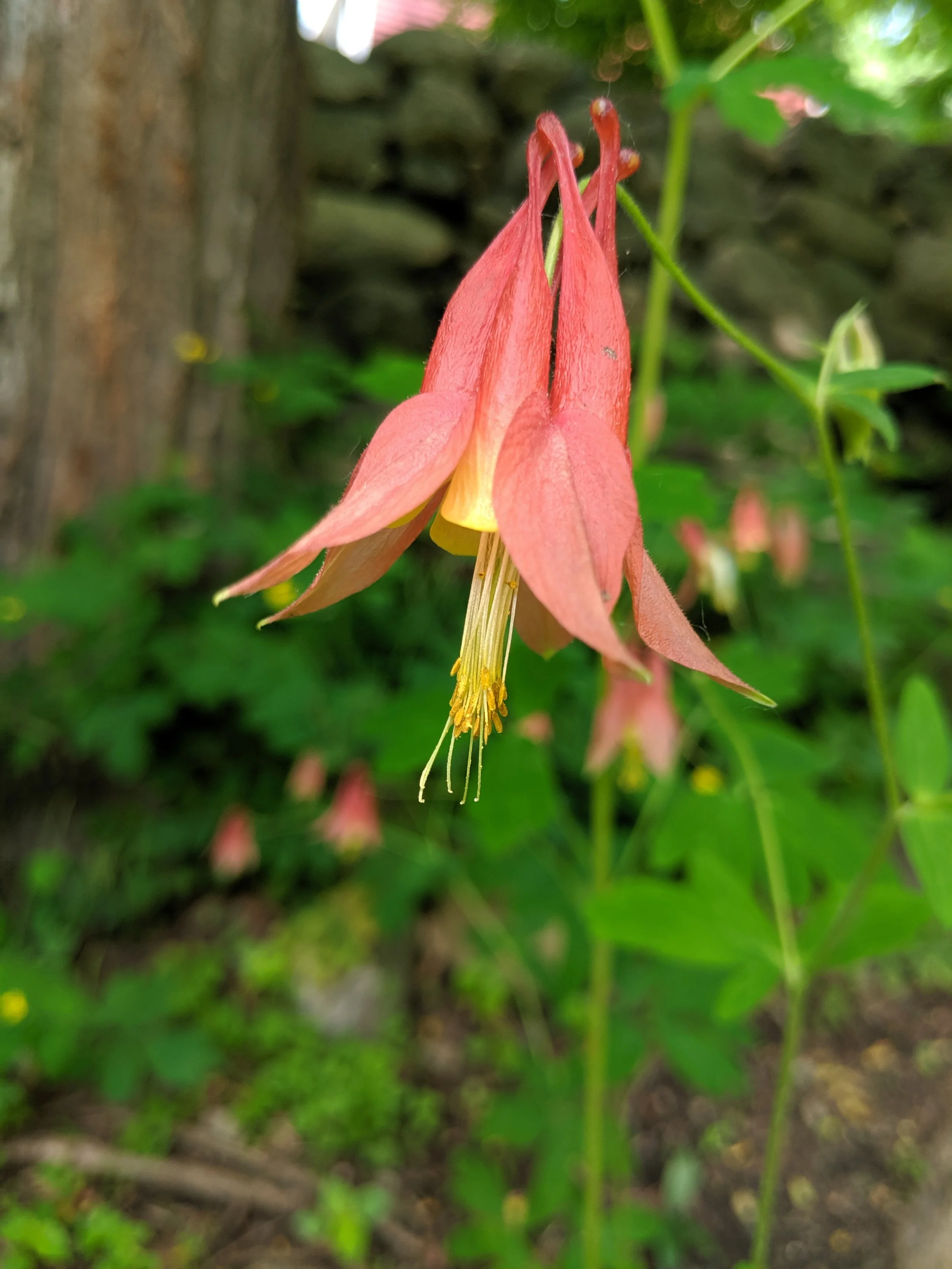  Wild red Columbine shows off its delicate flowers 
