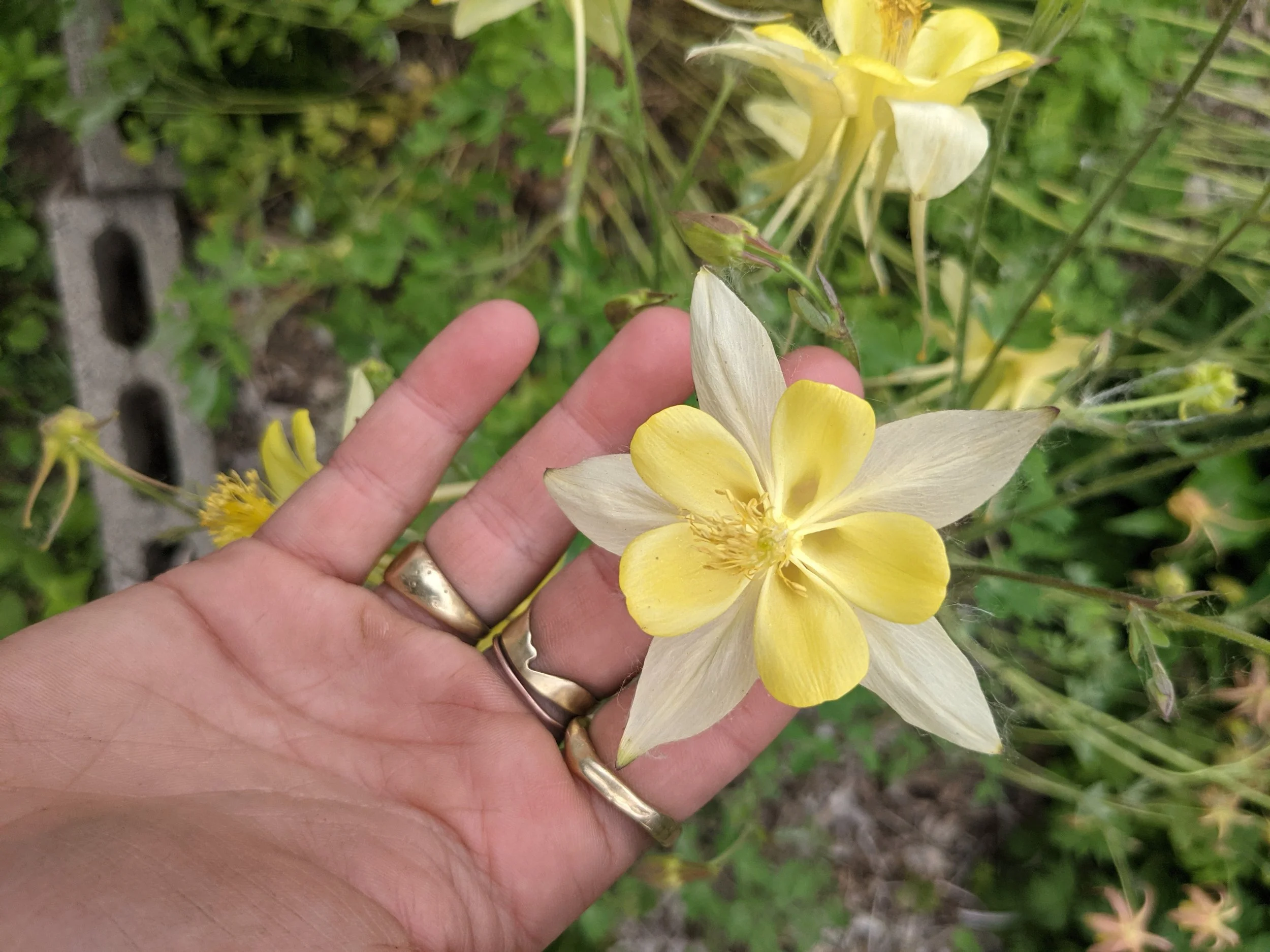  Unique and whimsical yellow and white blooms with a mix of charming petals.   