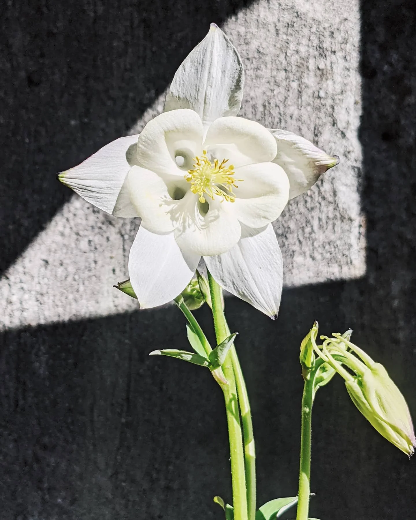  Striking white columbine sunlit stem shows off with it symmetrical shape   