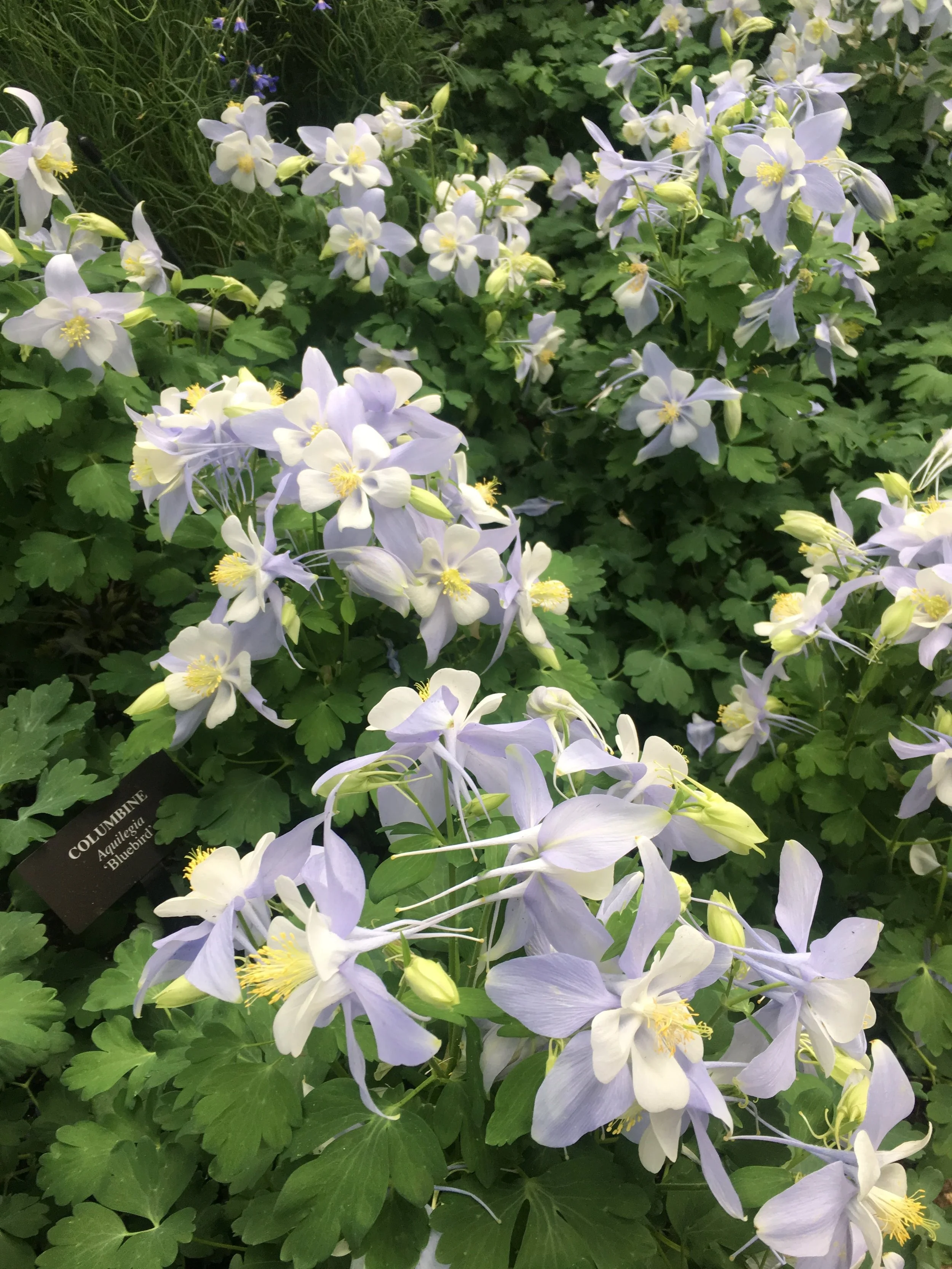  Soft blue blossoms fill bush of locally sourced from the Hudson Valley 
