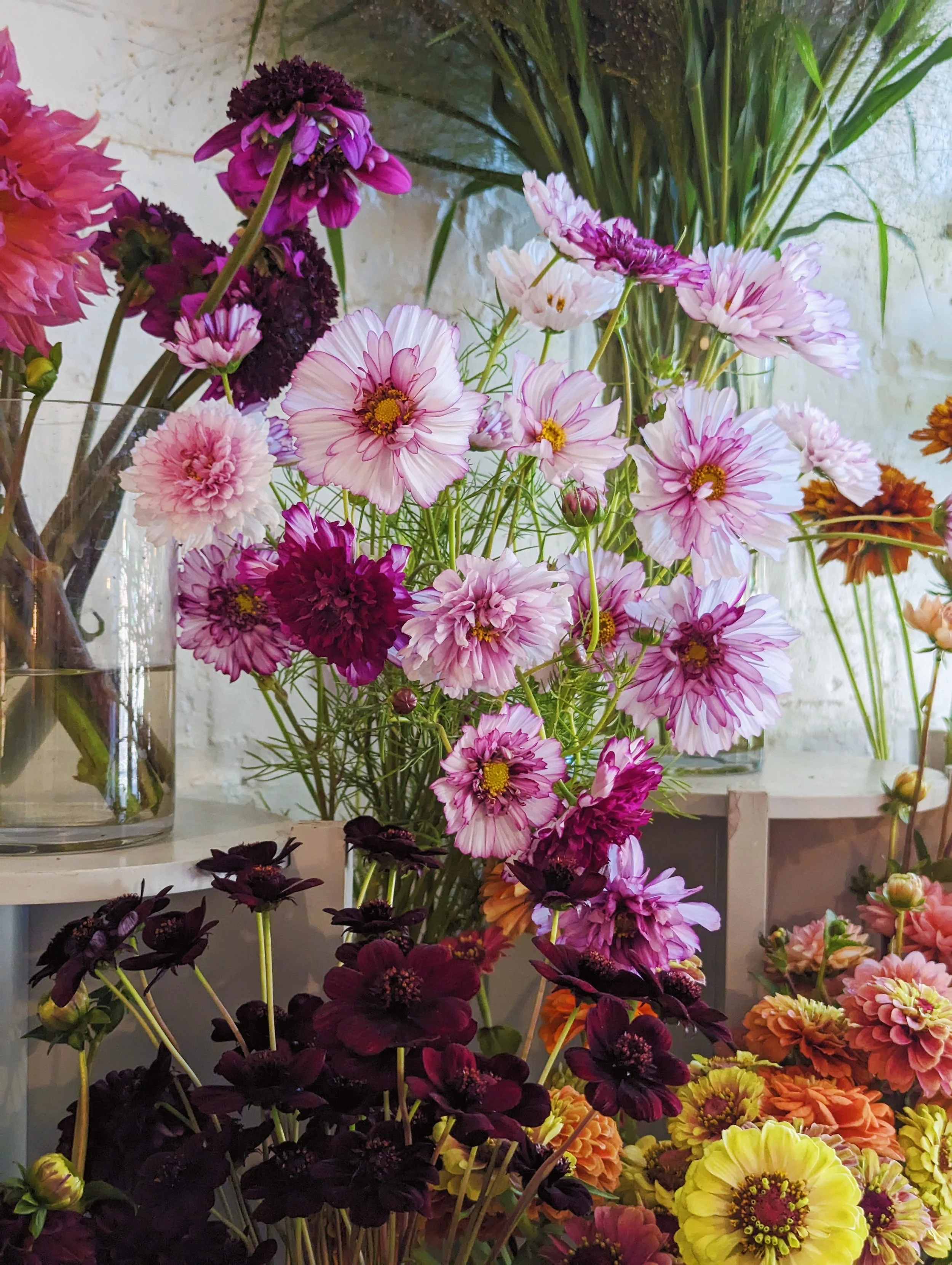  Dreamy flowers ranging from bright pink to deep, dark reds 