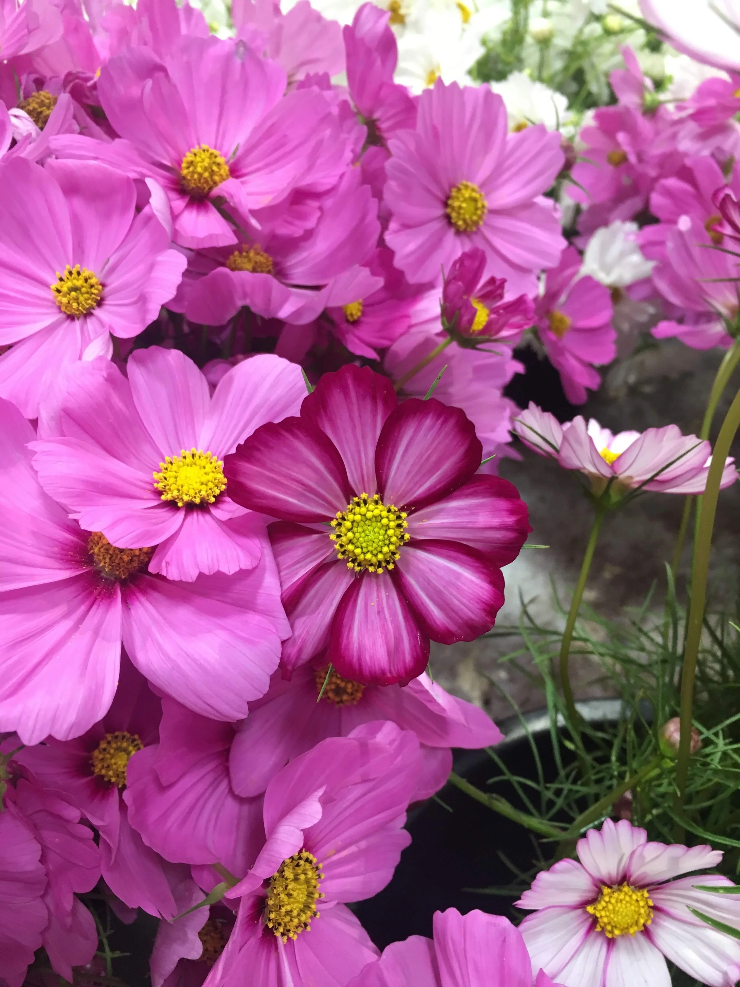  pink cosmos show off with their airy and whimsical two toned blossoms   