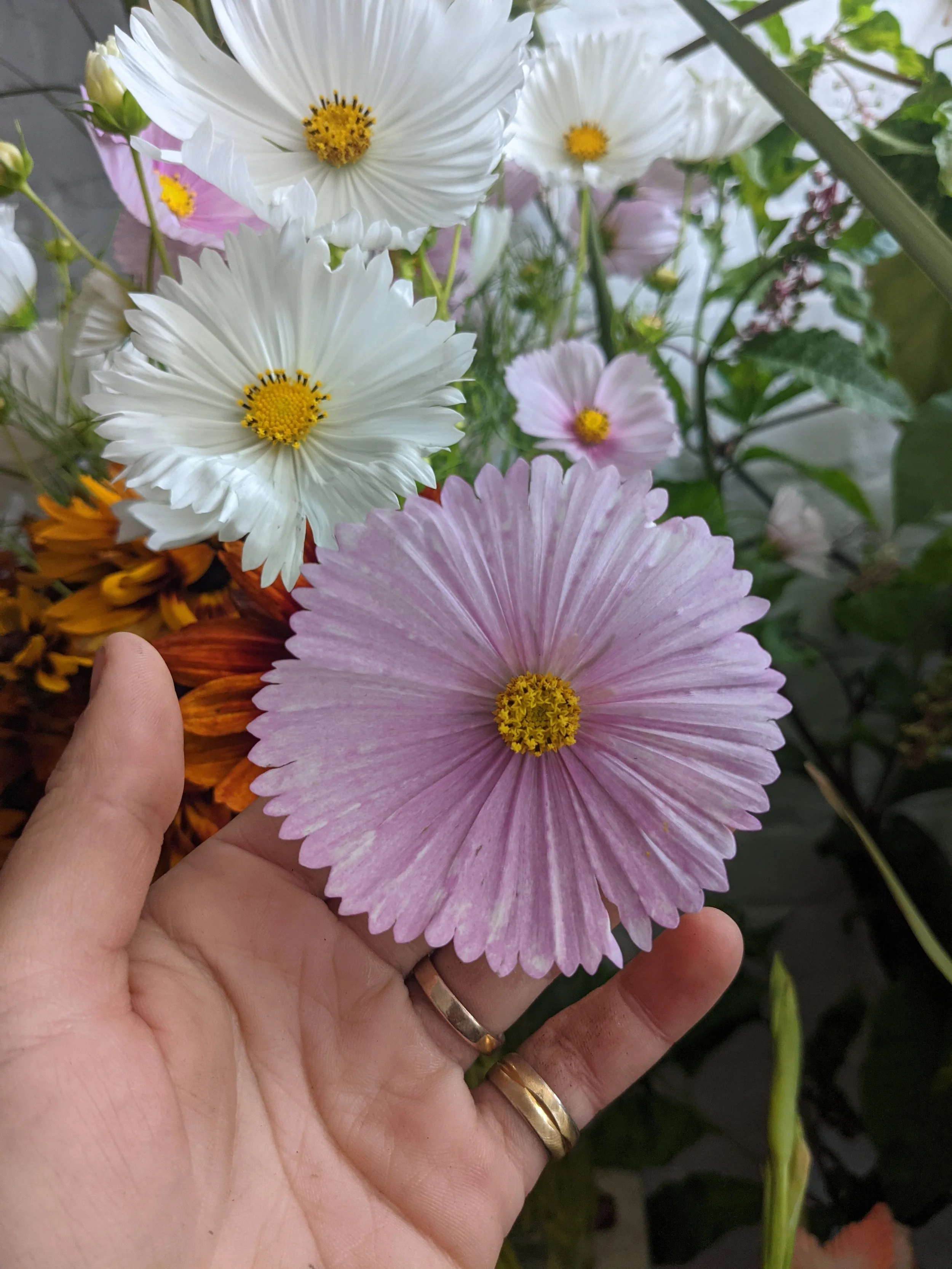  Soft pink, circular cosmos shows off its small and dazzling petals 