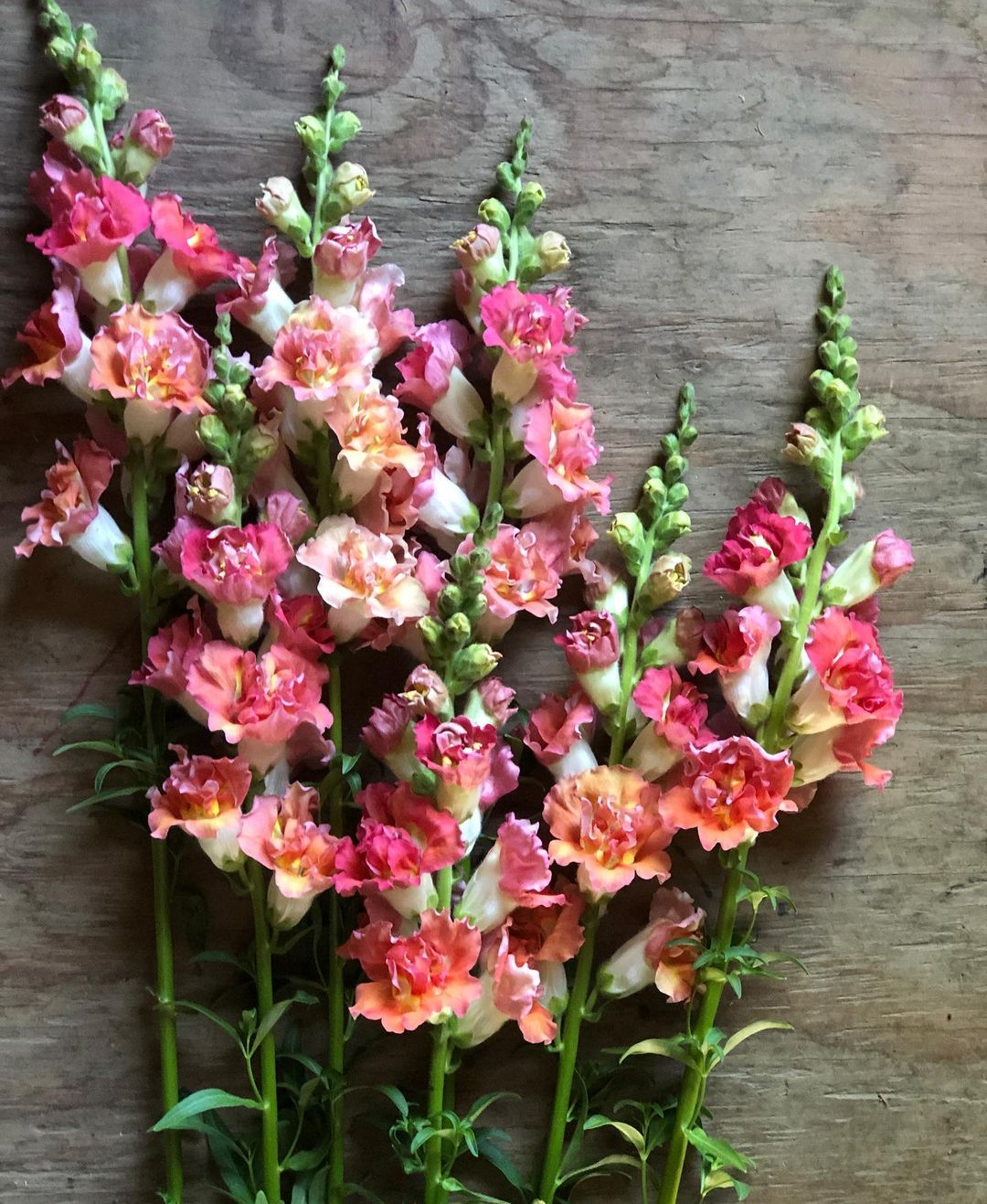  Tall, vibrant, pastel snapdragons lined up along wooden platform 