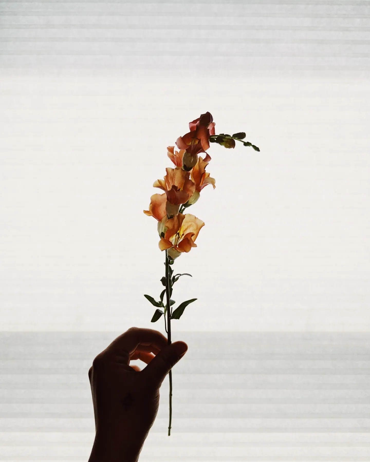  Dramatic shot of magical orange. thin stemmed flower held by sustainable florist's hand   