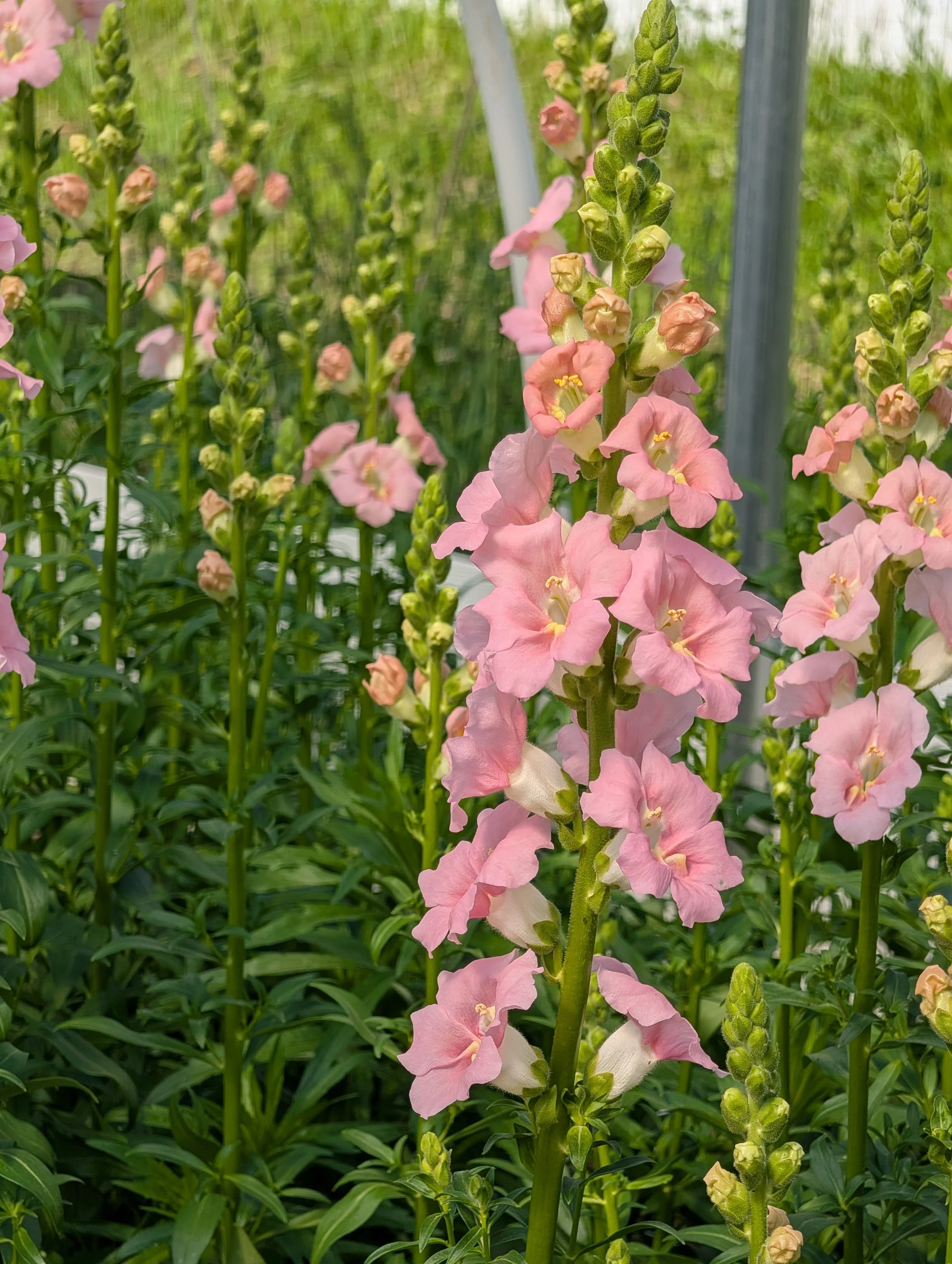  Local Hudson Valley farm filled with robust snapdragons.   