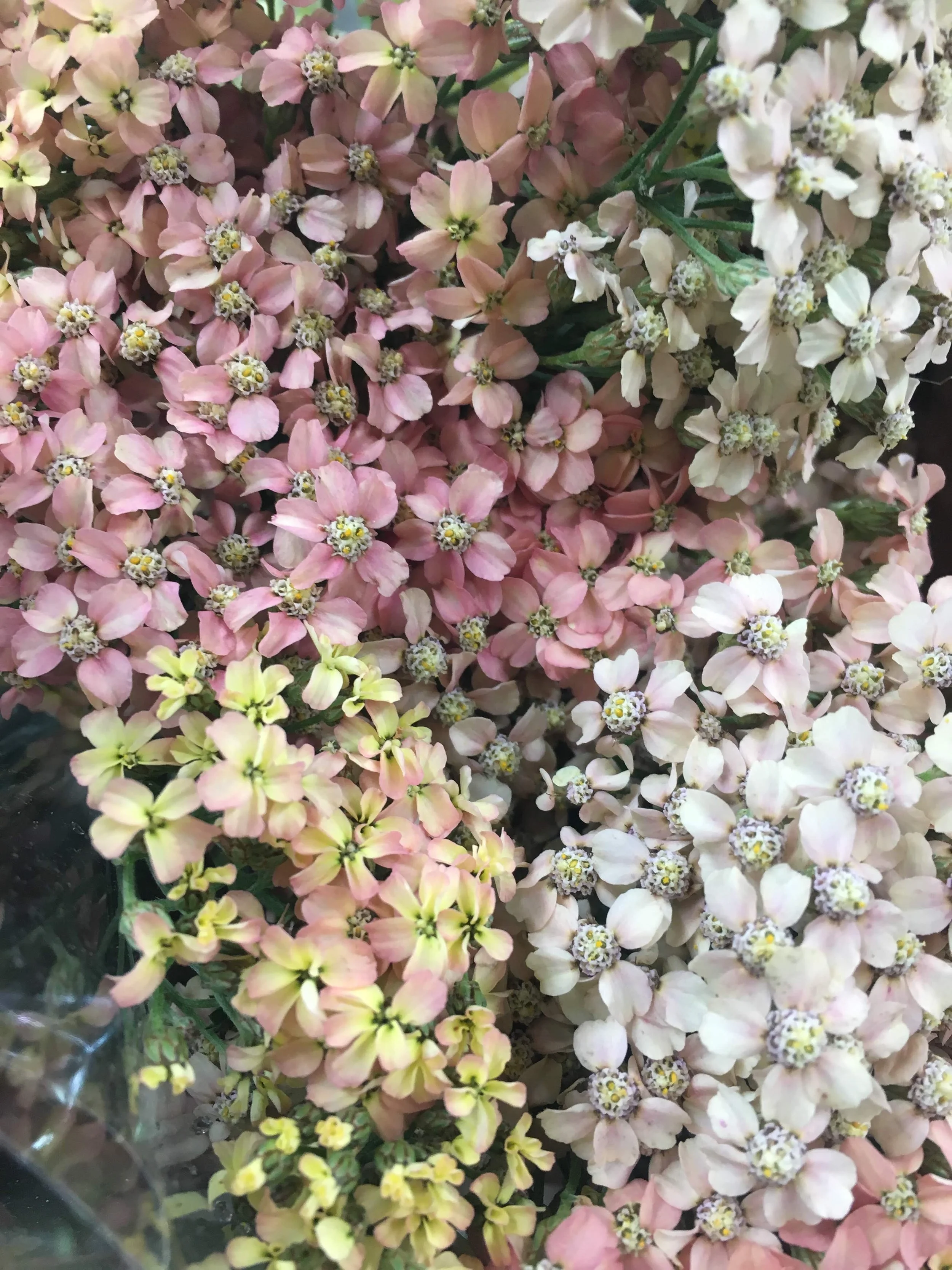  soft pastel clusters of multicolored florals ranging from pink, to white and yellow 