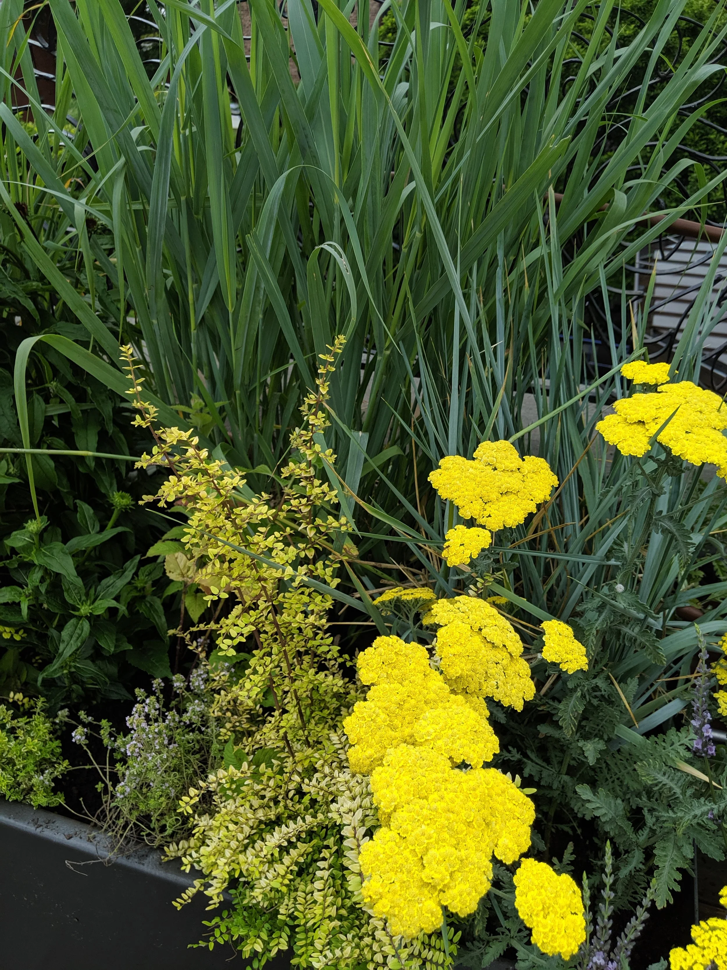  Wild, bright yarrow growing in container next to tall green leaves 