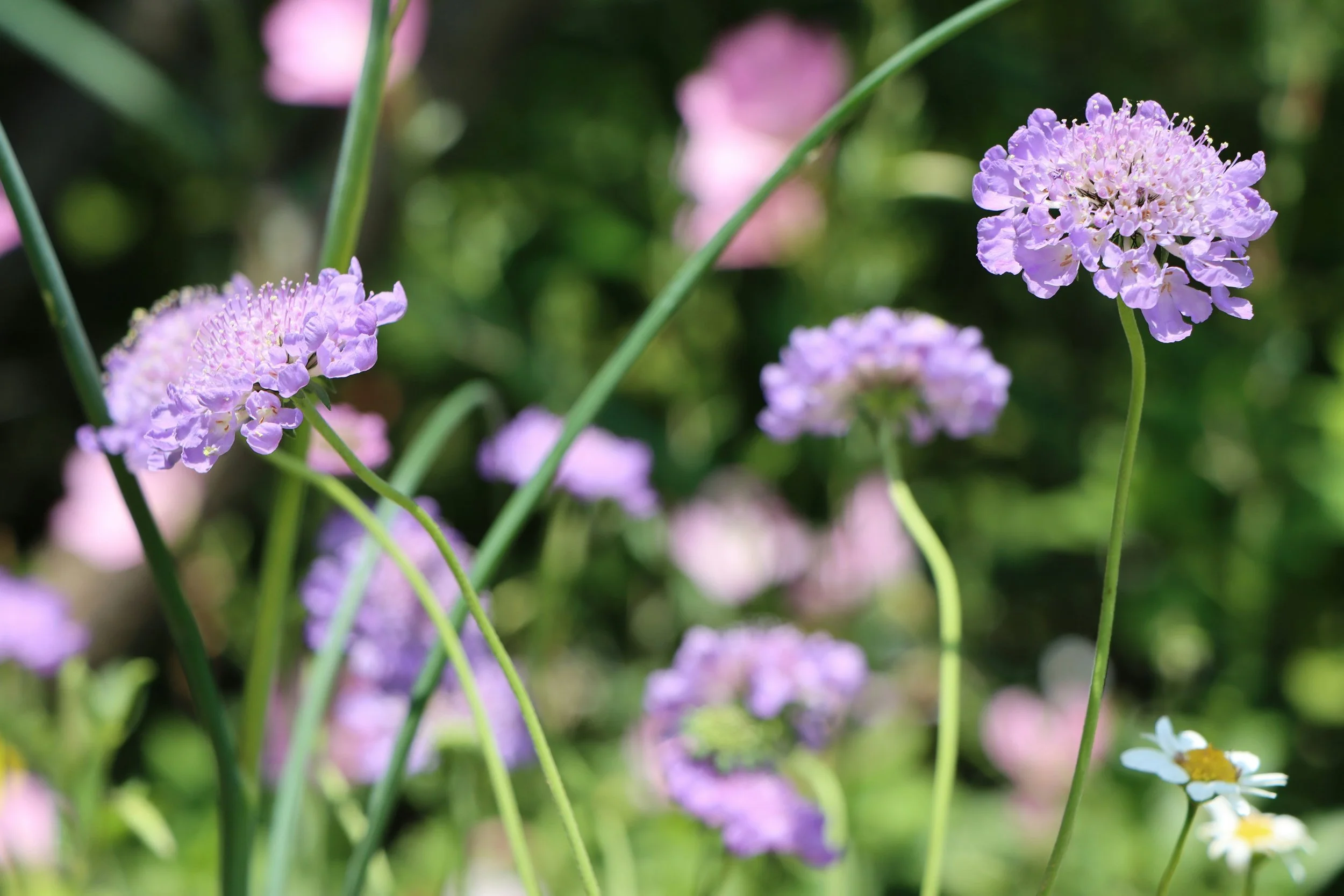  Textured and quirky purple flowers grow naturally with curved stems adding to their whimsy 