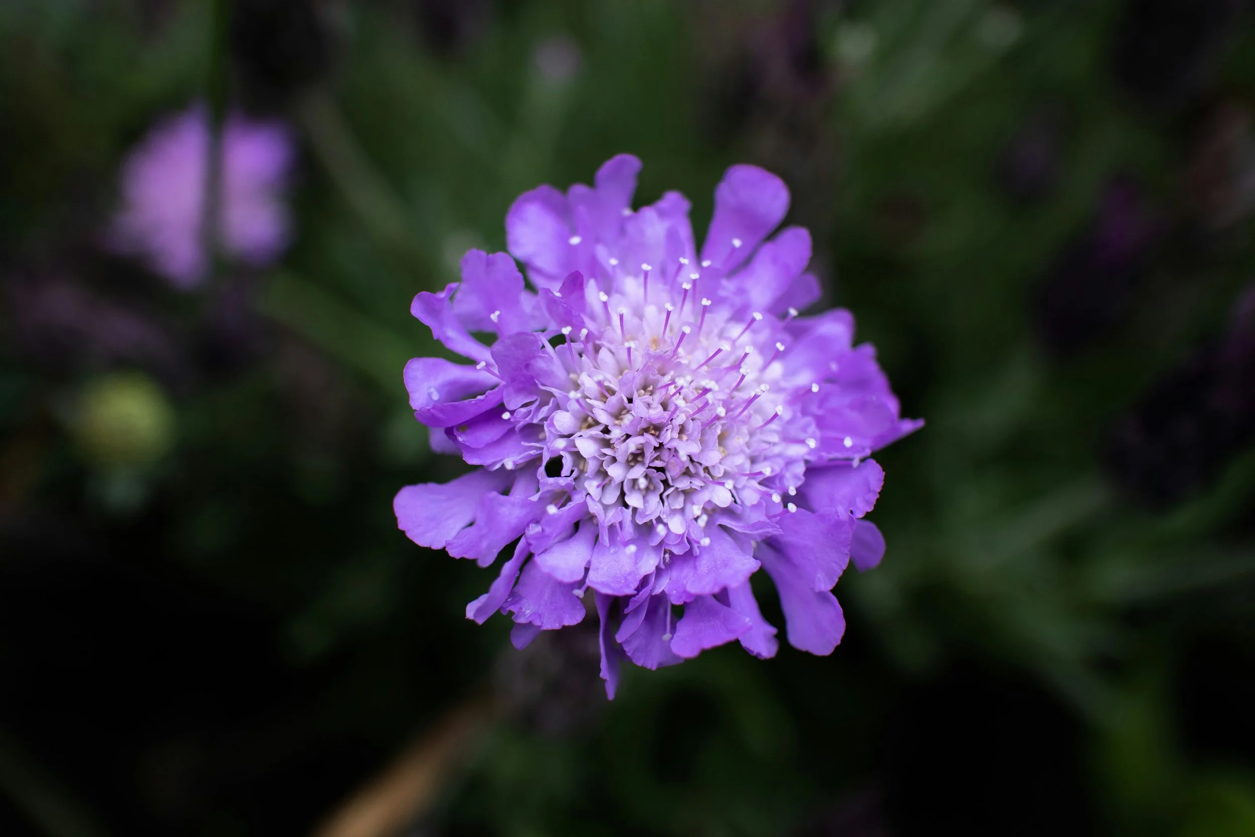 quirky blooms make this fun and sturdy flower a showstopper  