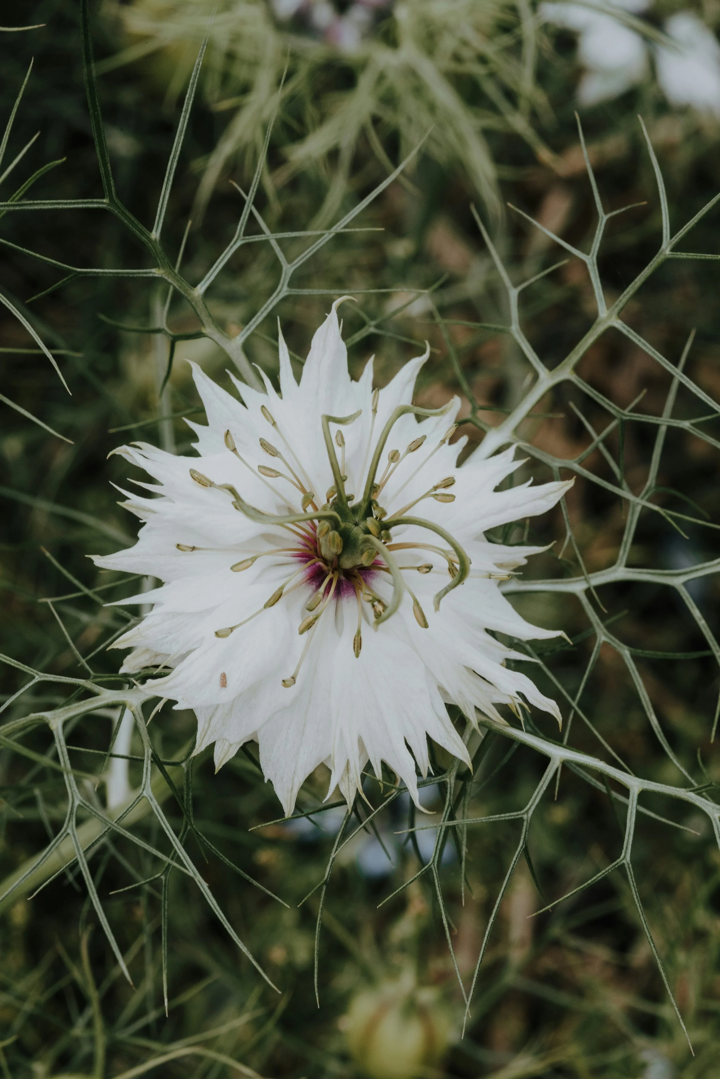  Whimsical white bloom of love-in-a-mist and its airy leaves 