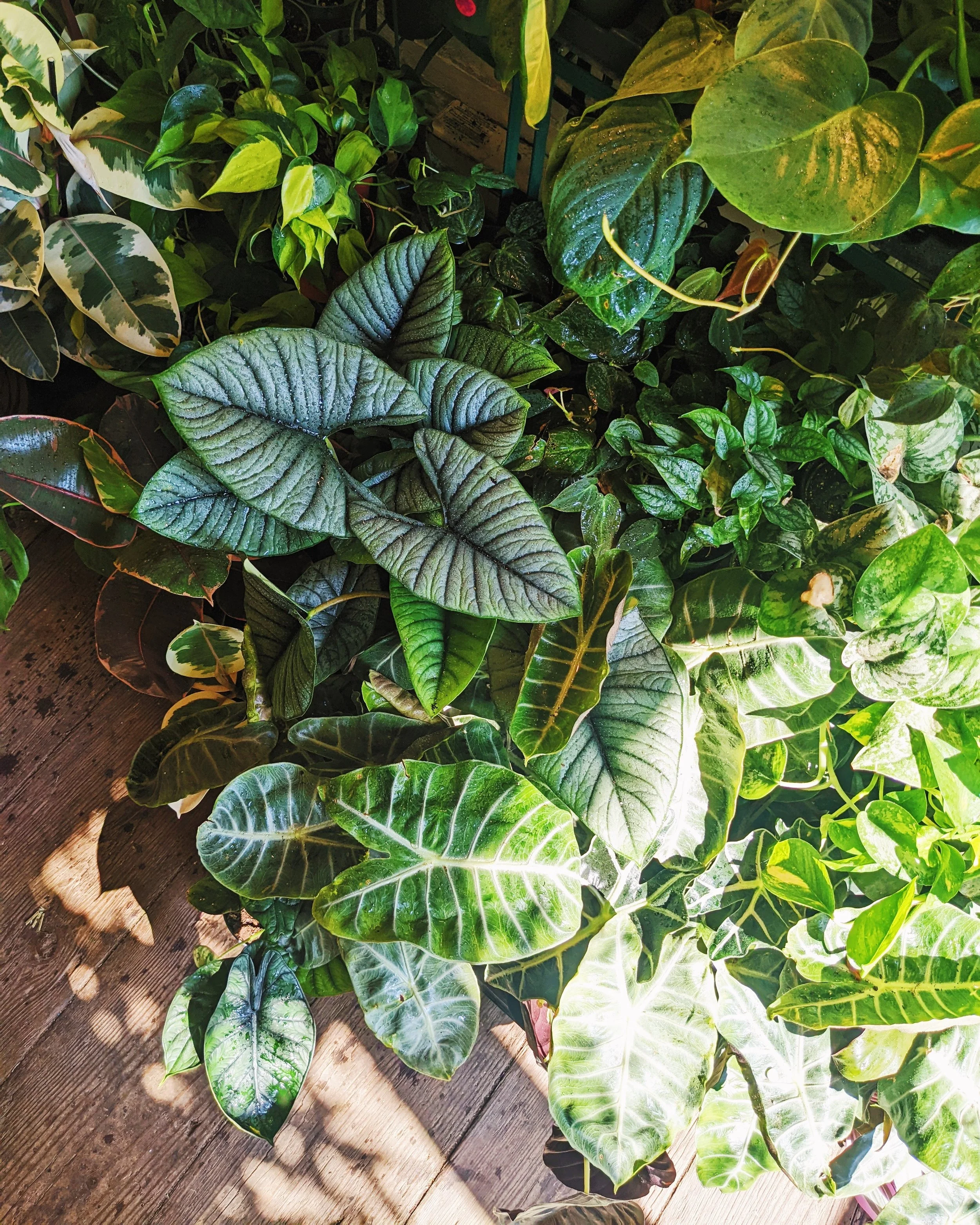 Caring for Houseplants in the Heat: Your Seasonal Summer Shift