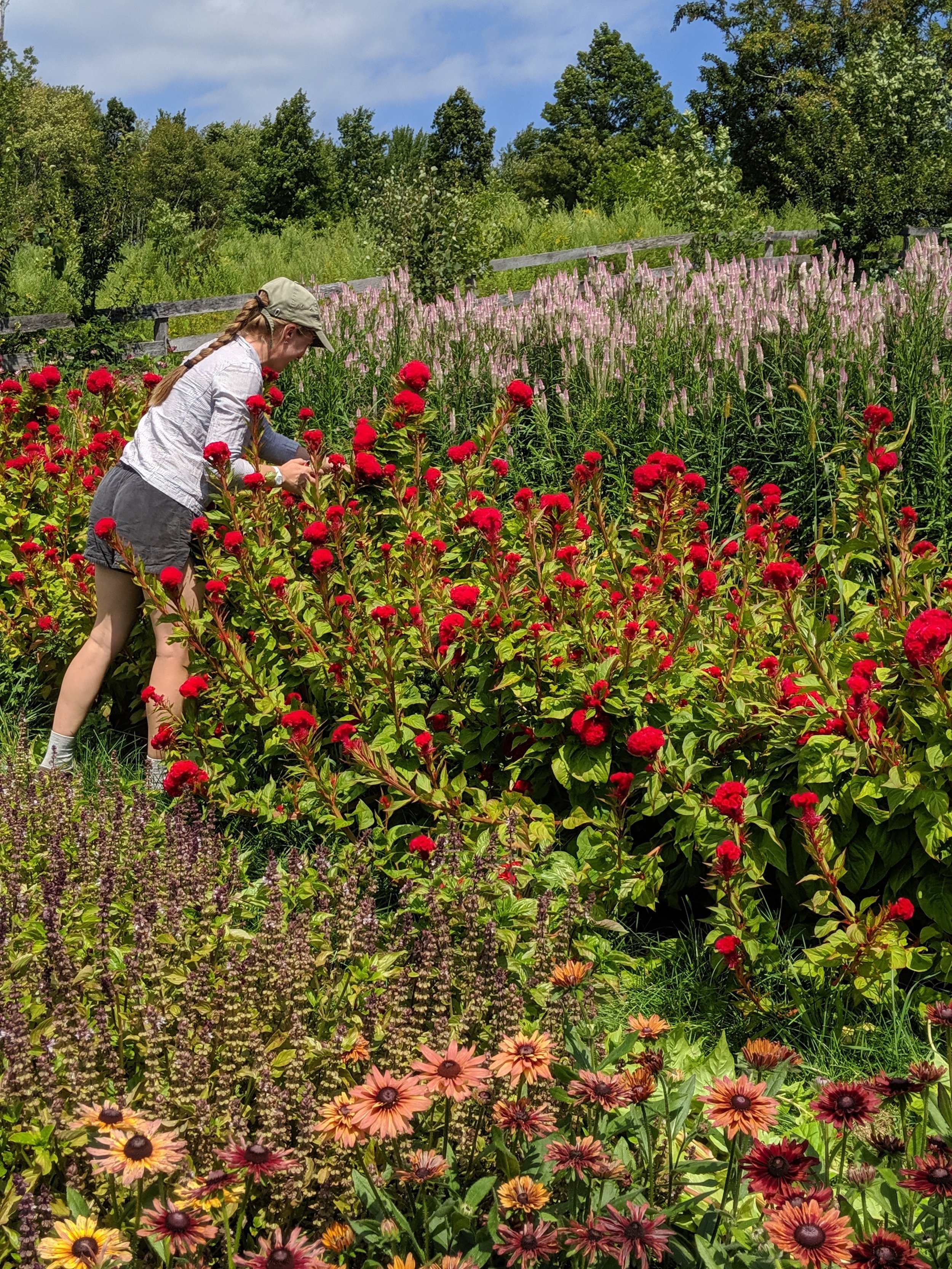  Local organic farmers field full of lush celosia under the sun  
