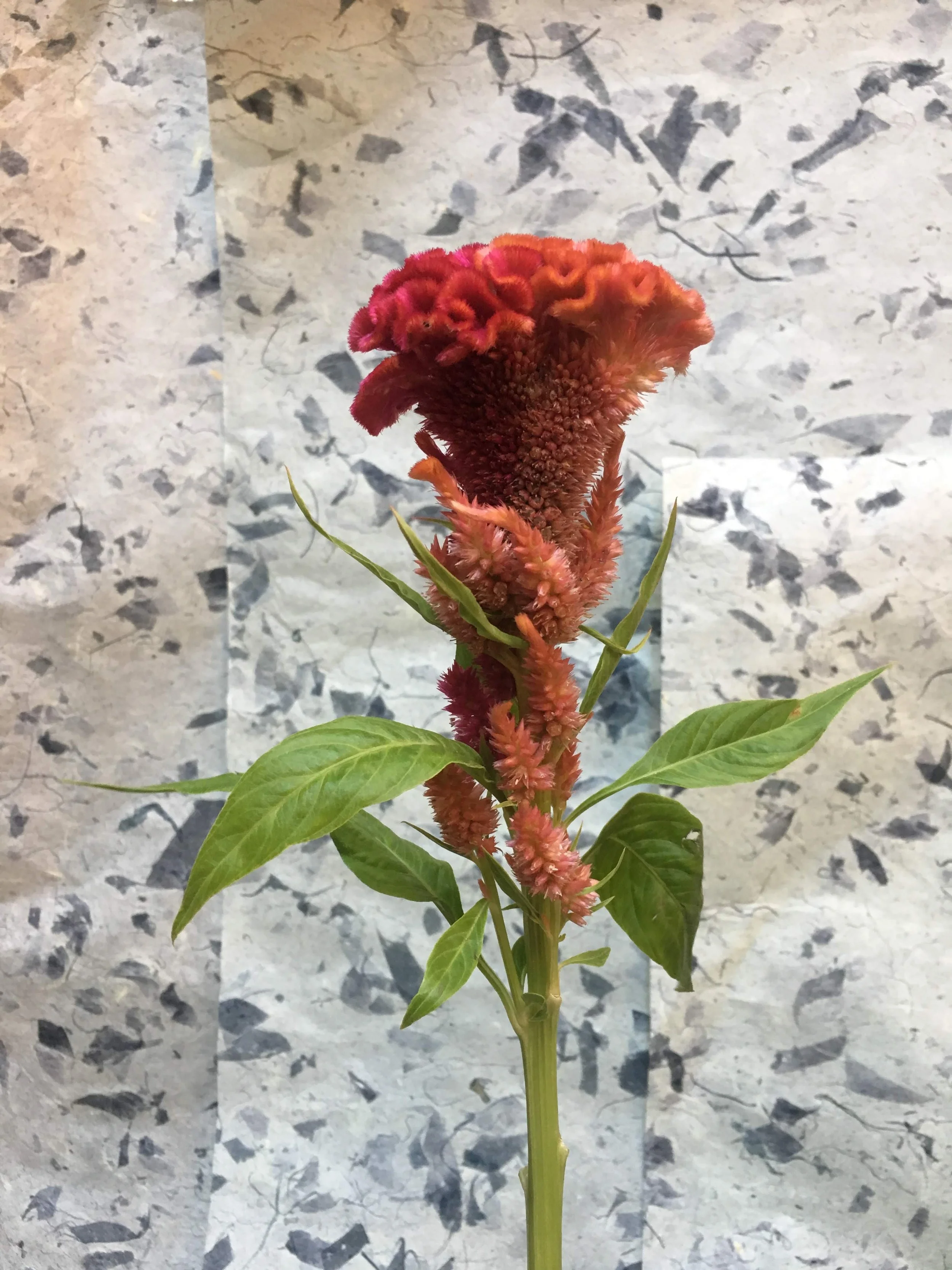  Single vibrant stem showing off its textured red flower 