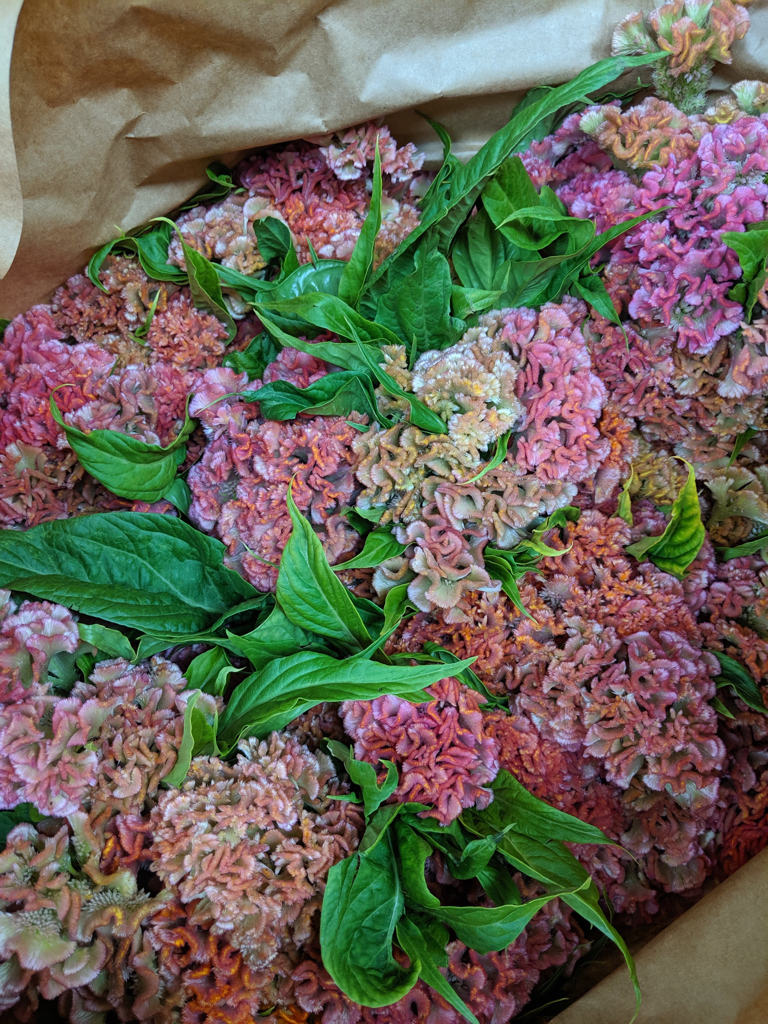  box featuring playful, soft pink celosia bunches   