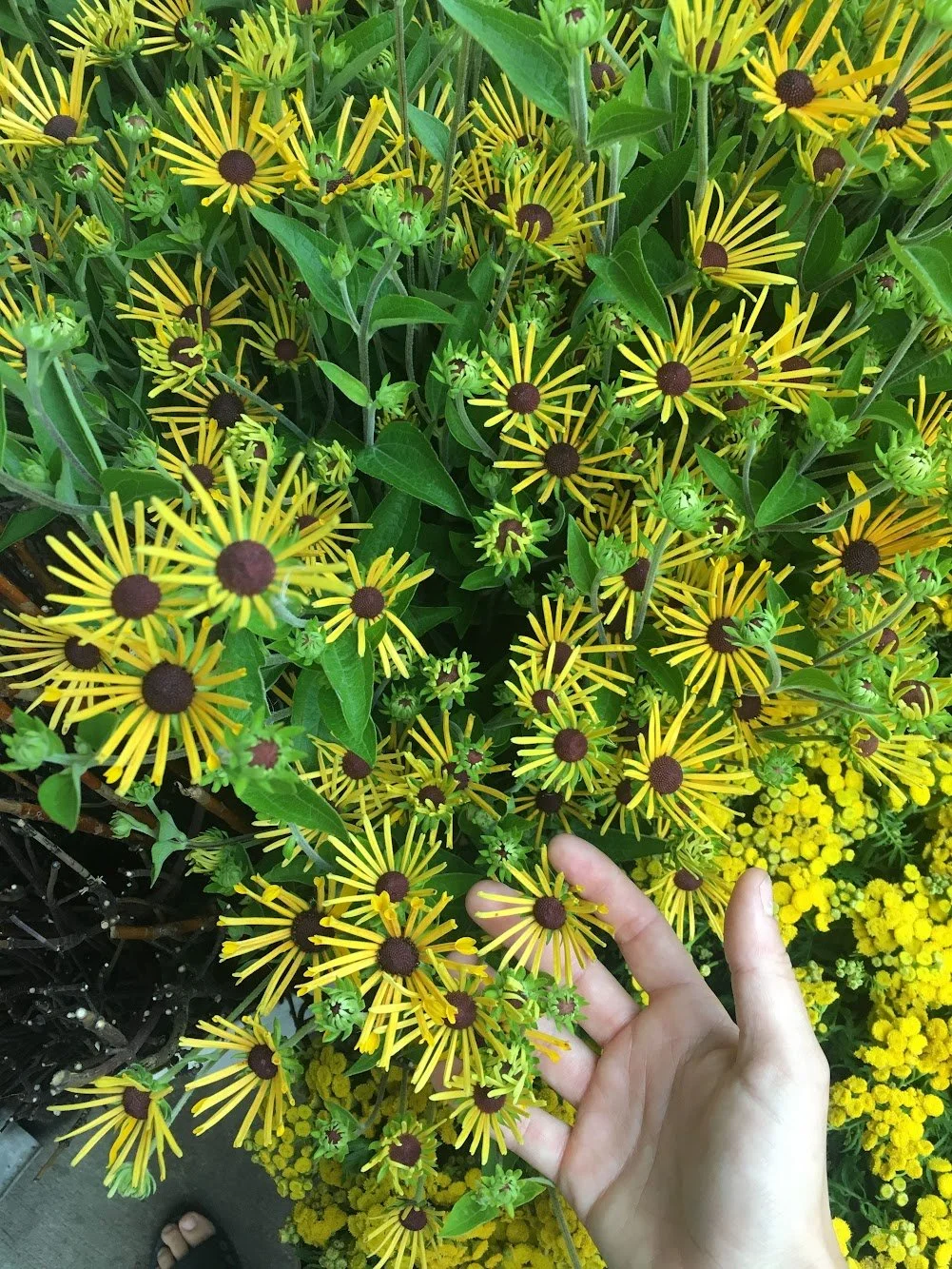   Bunch of dazzling flora growing out of the ground with thin delicate yellow petals   