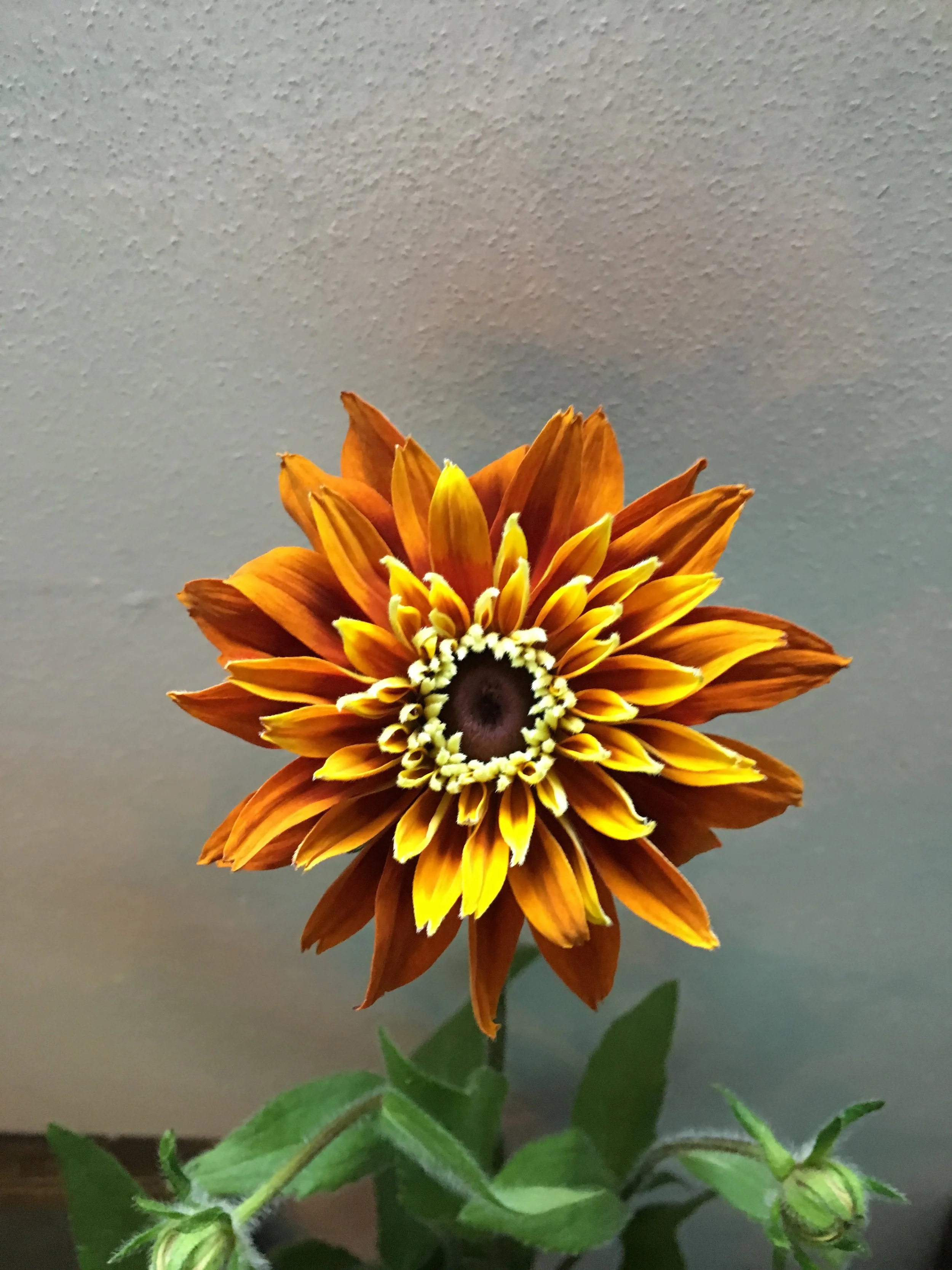  Vibrant rudbeckia with its charming orange bloom   