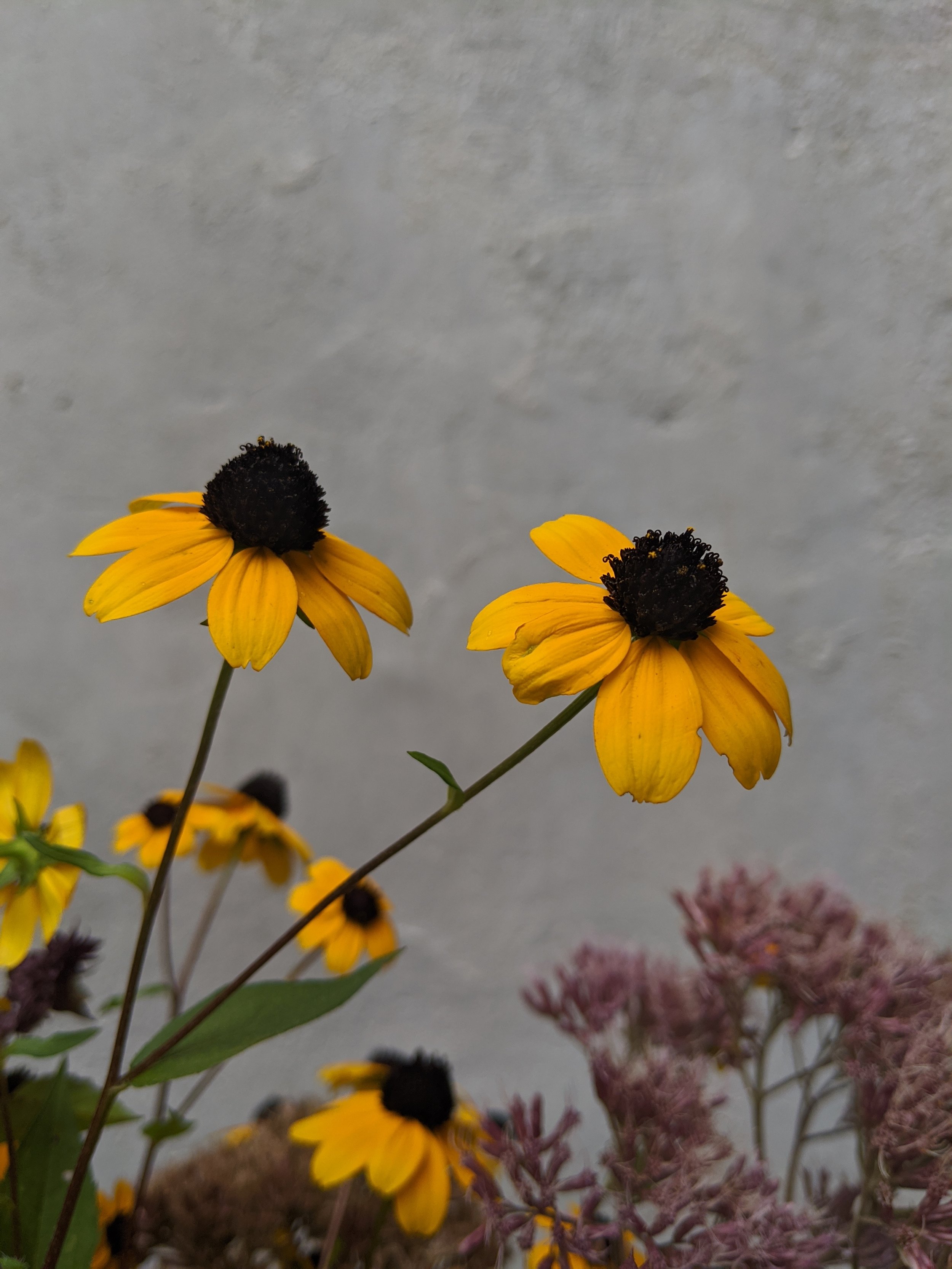  showstopping asymmetrical, petite yellow blossoms  
