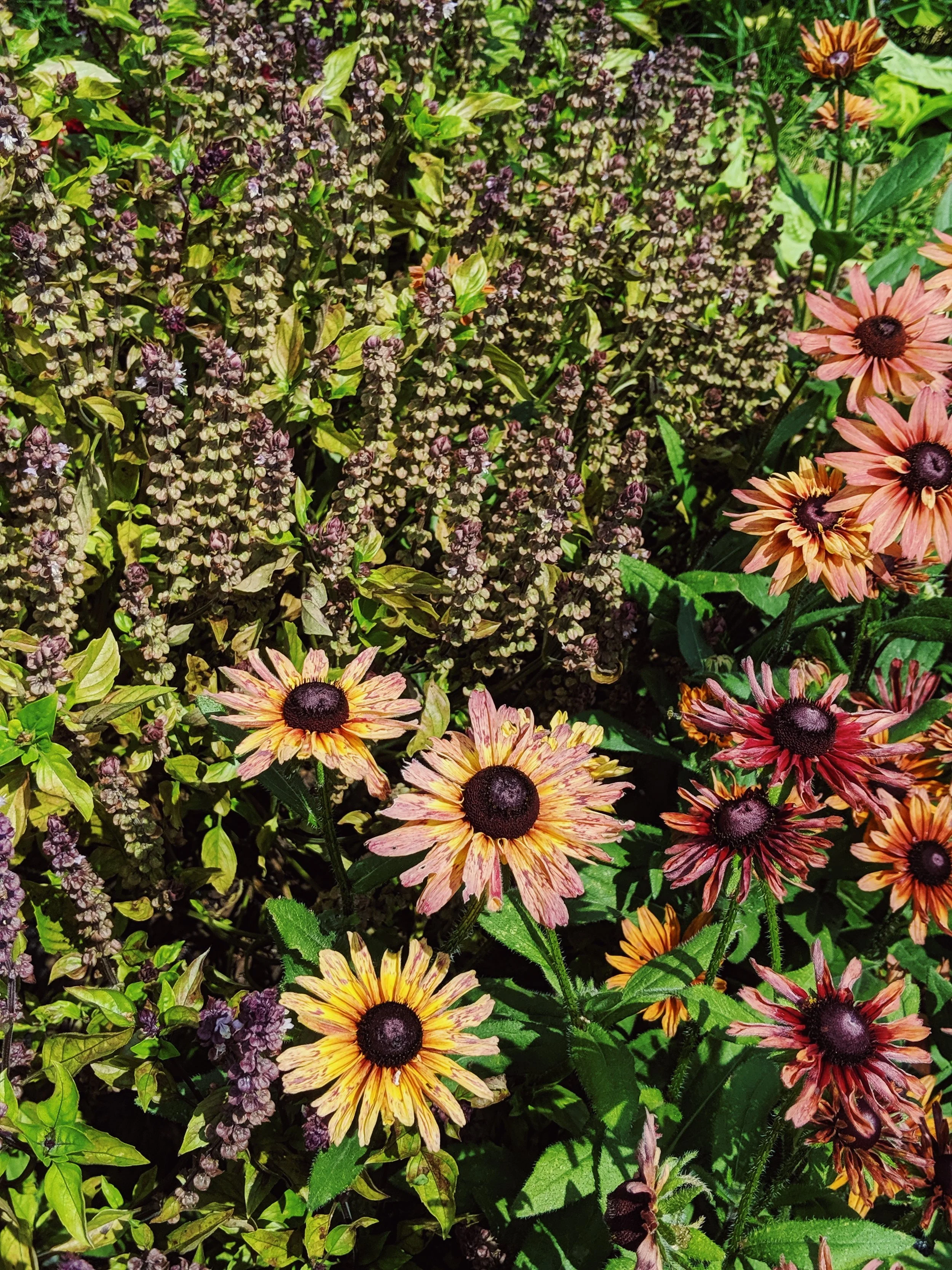  Field of lush golden daisy-type flowers in deep russet tones 