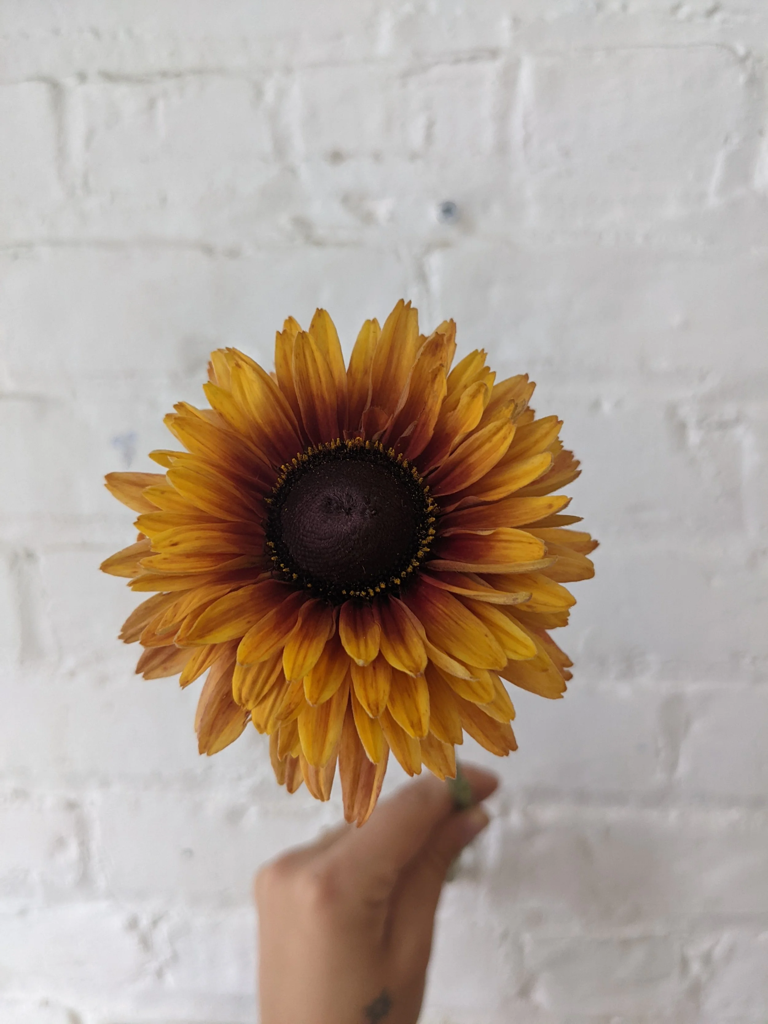  Whimsical local rudbeckia in full bloom  