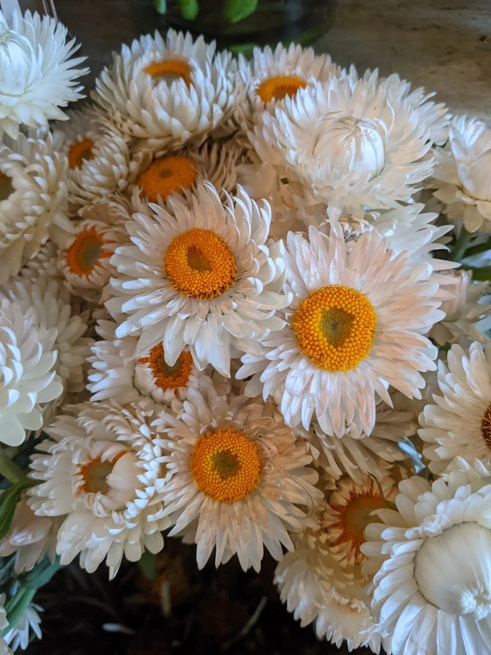  Petite white papery strawflowers keep their shape and vibrancy long after cutting   