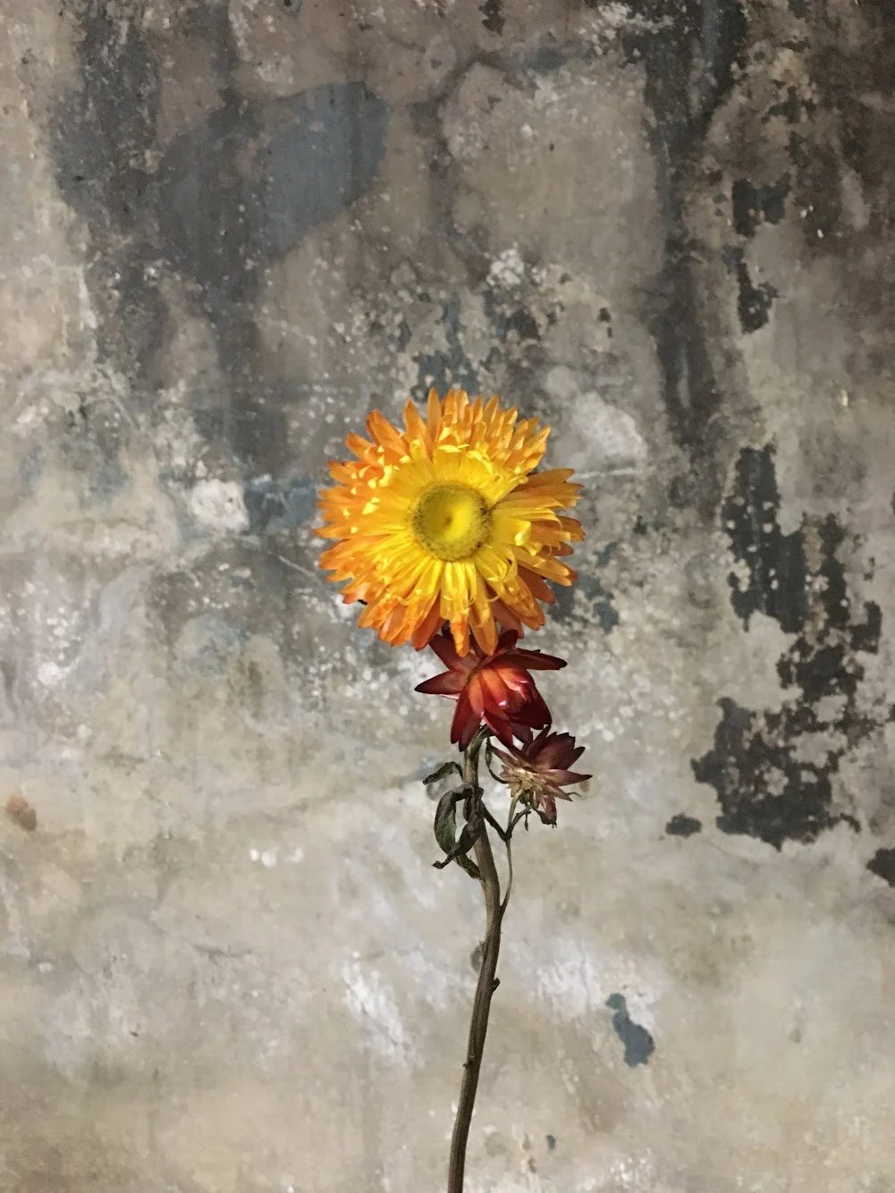  Fresh, sunlit  yellow xerochrysum stem stands intimately in room 