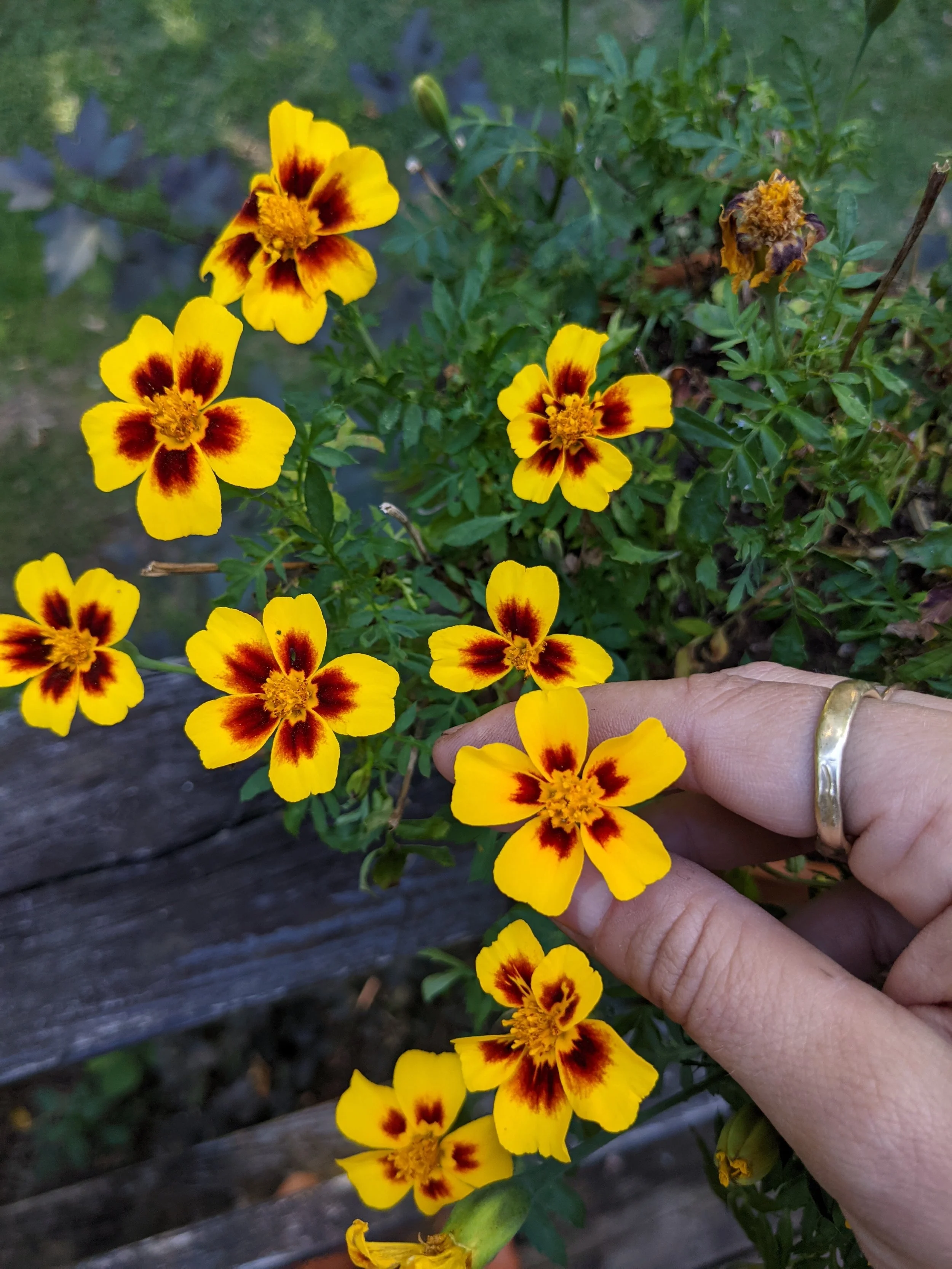  Petite, delicate blooms with bright yellow and deep red coloration    