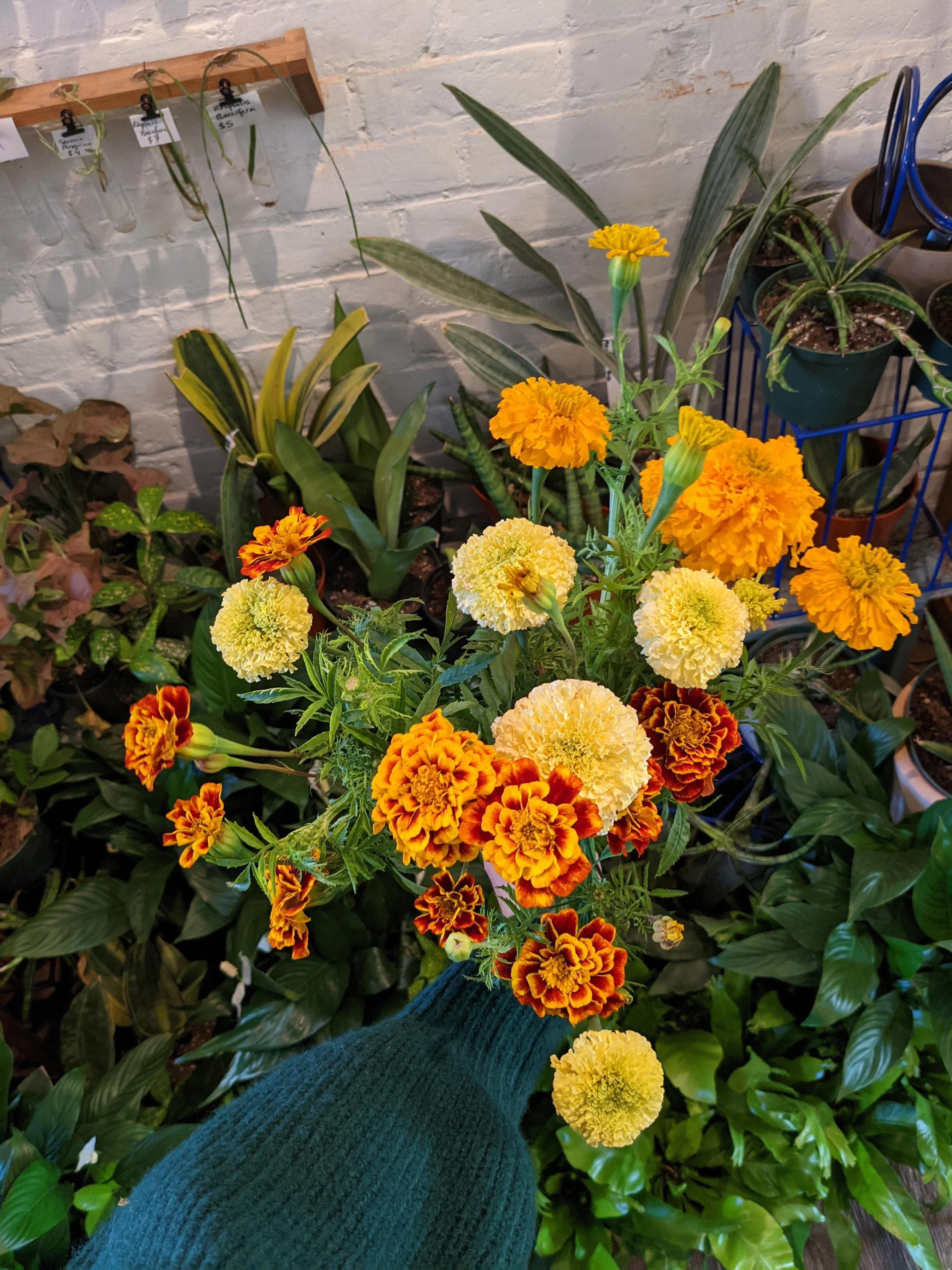  Small charming bouquet created with dazzling marigolds 