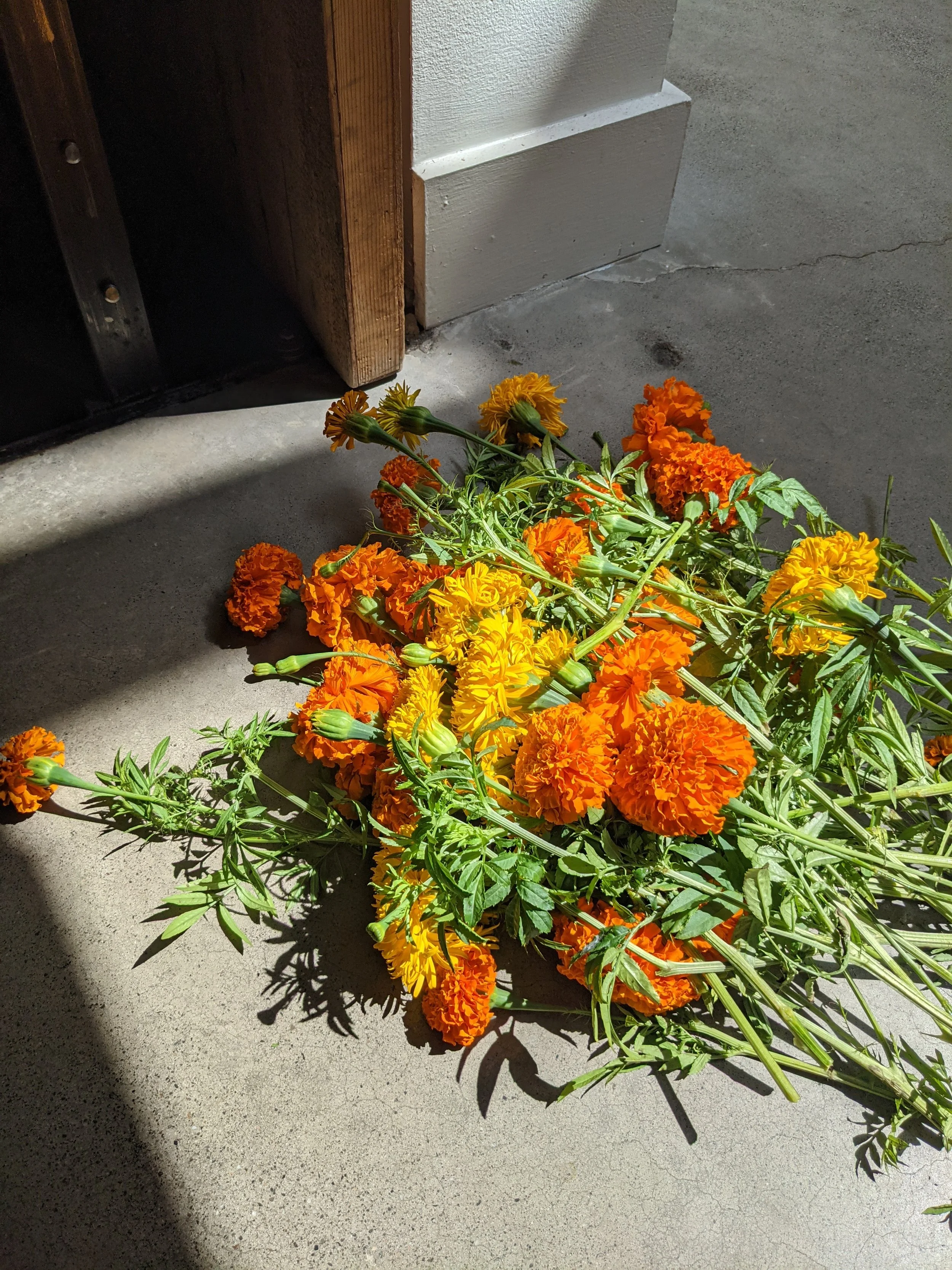  pile of vibrant orange marigolds laying in a pile draped in sun light   