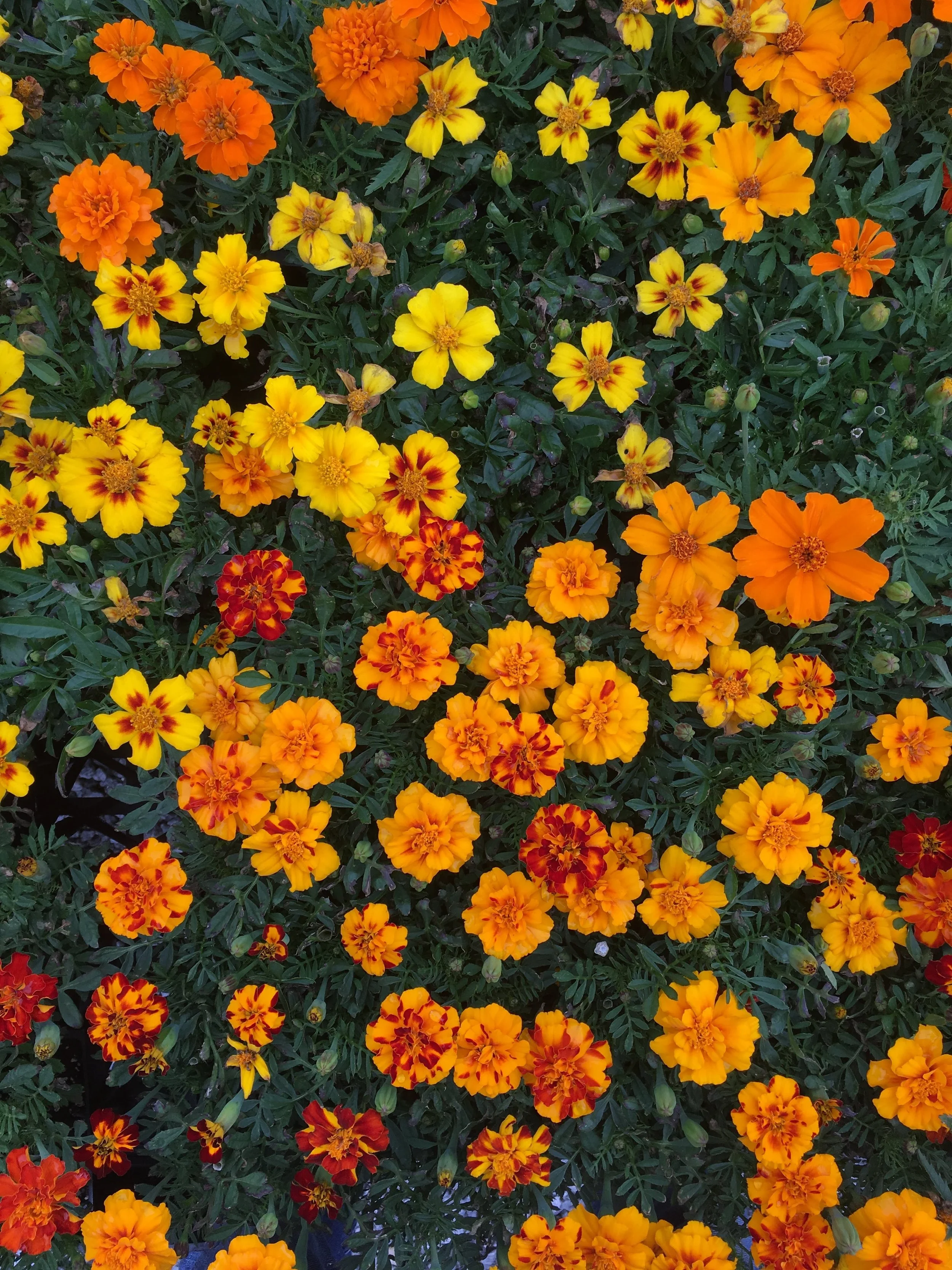  Thick, lush green wall of robust warm toned flowers in full blossom 