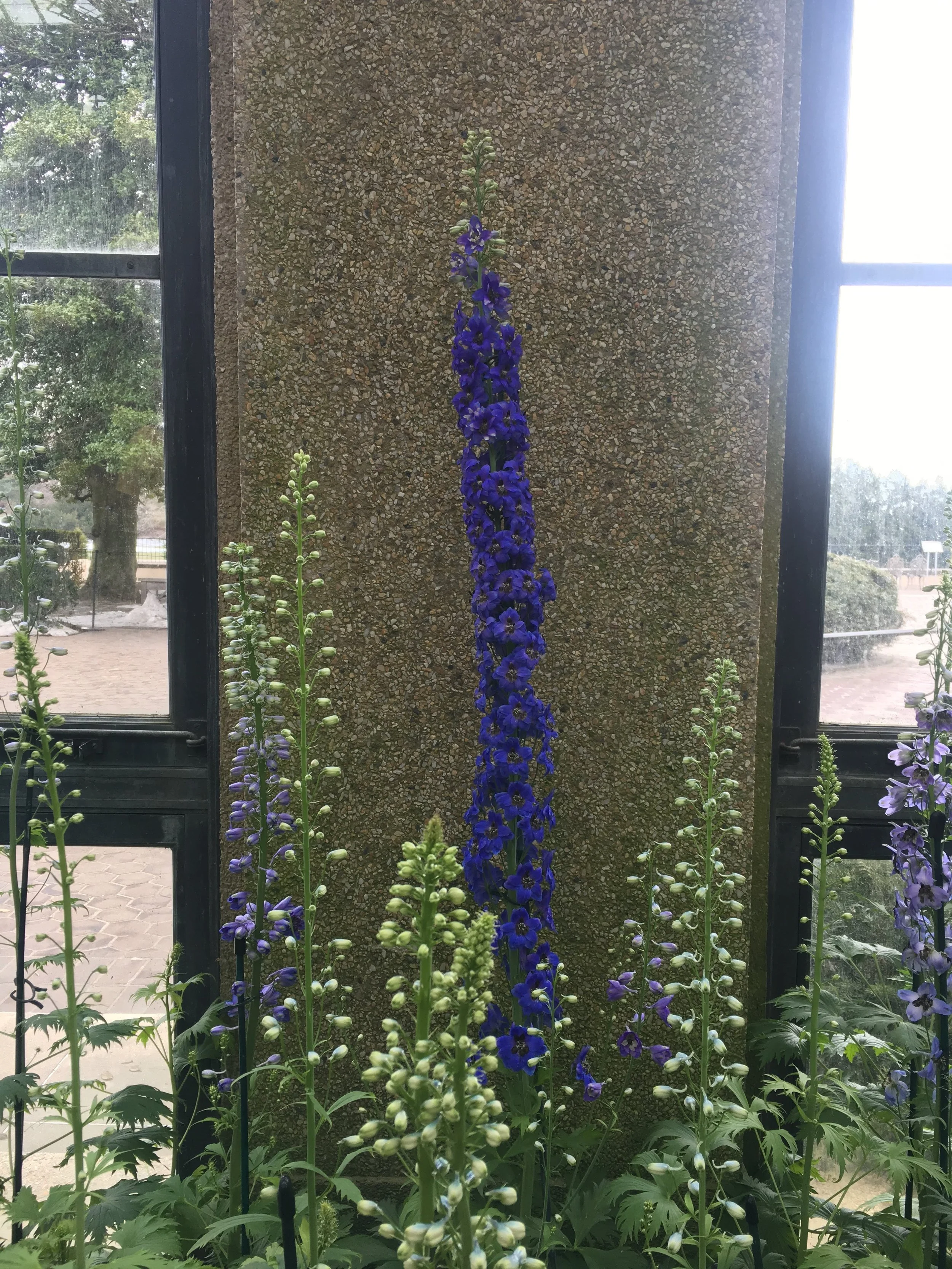  Long, robust flower growing as its the first to show off its dazzling blossom   