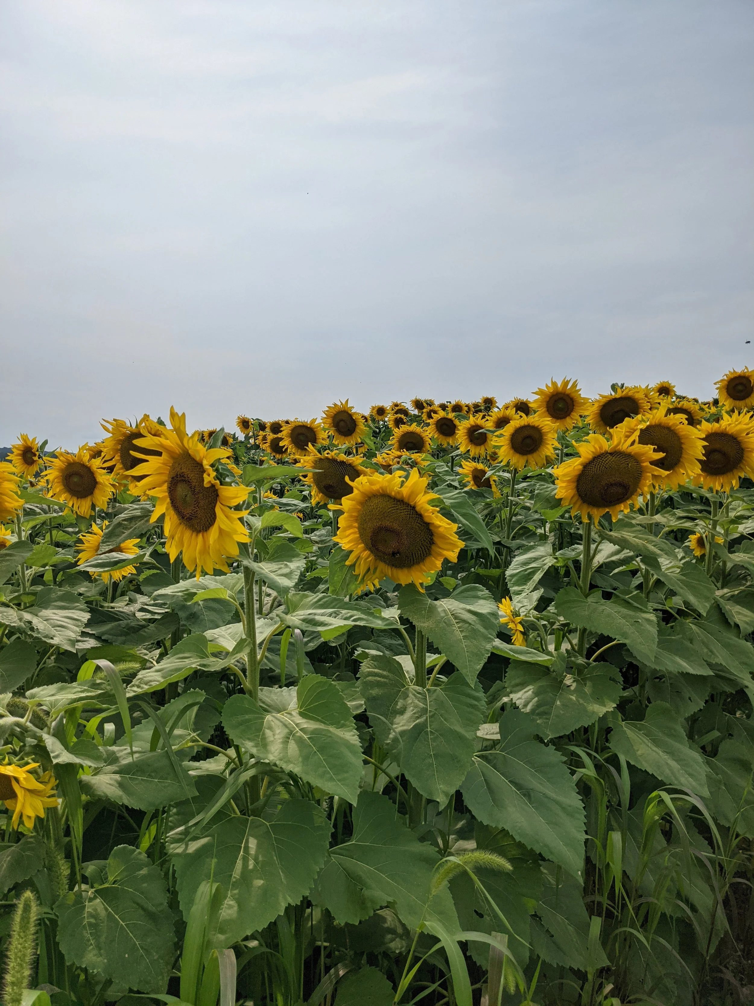  Local, organic field of robust sunflowers growing everywhere  