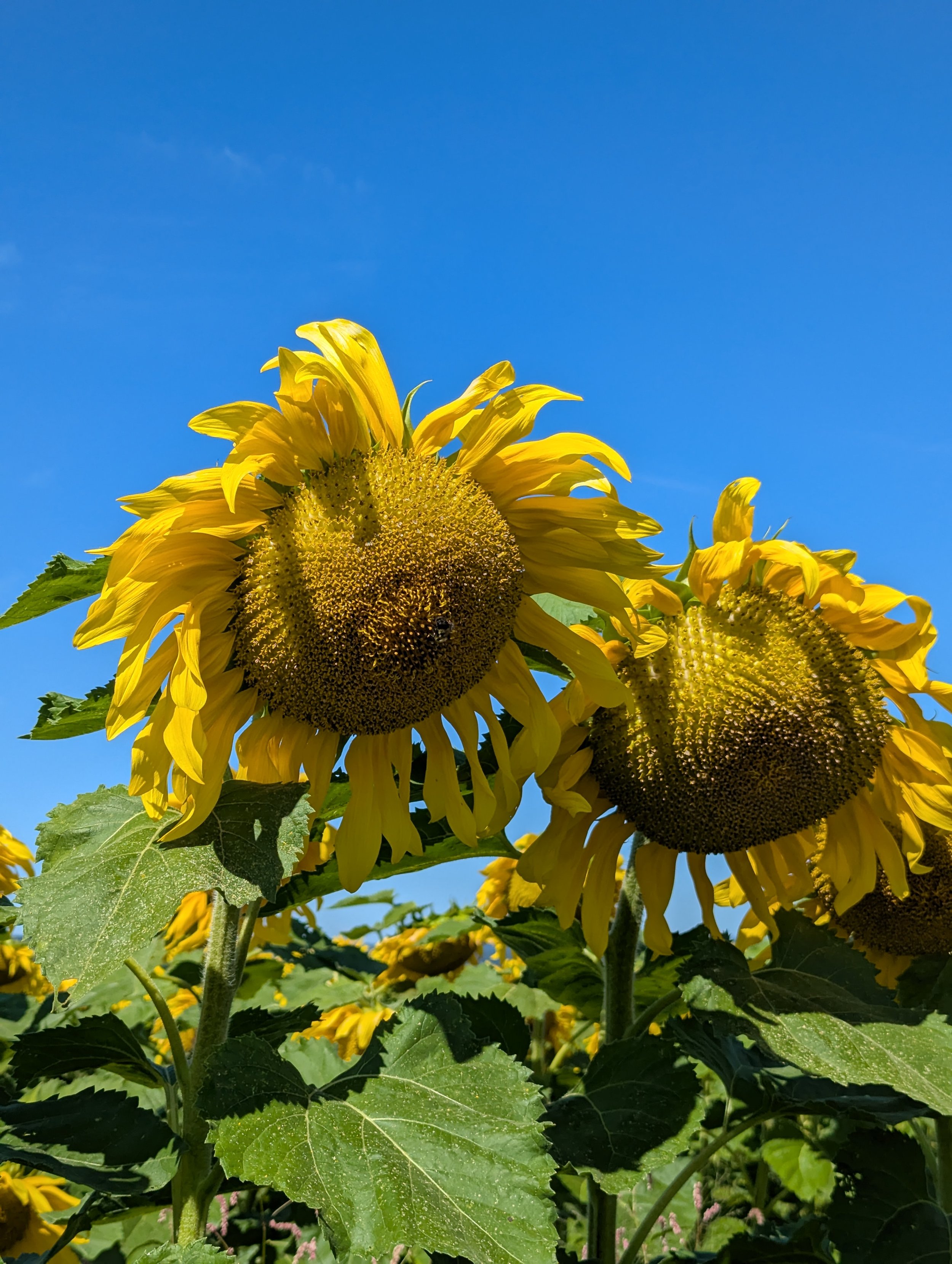  Large, towering over with airy and delicate petals 