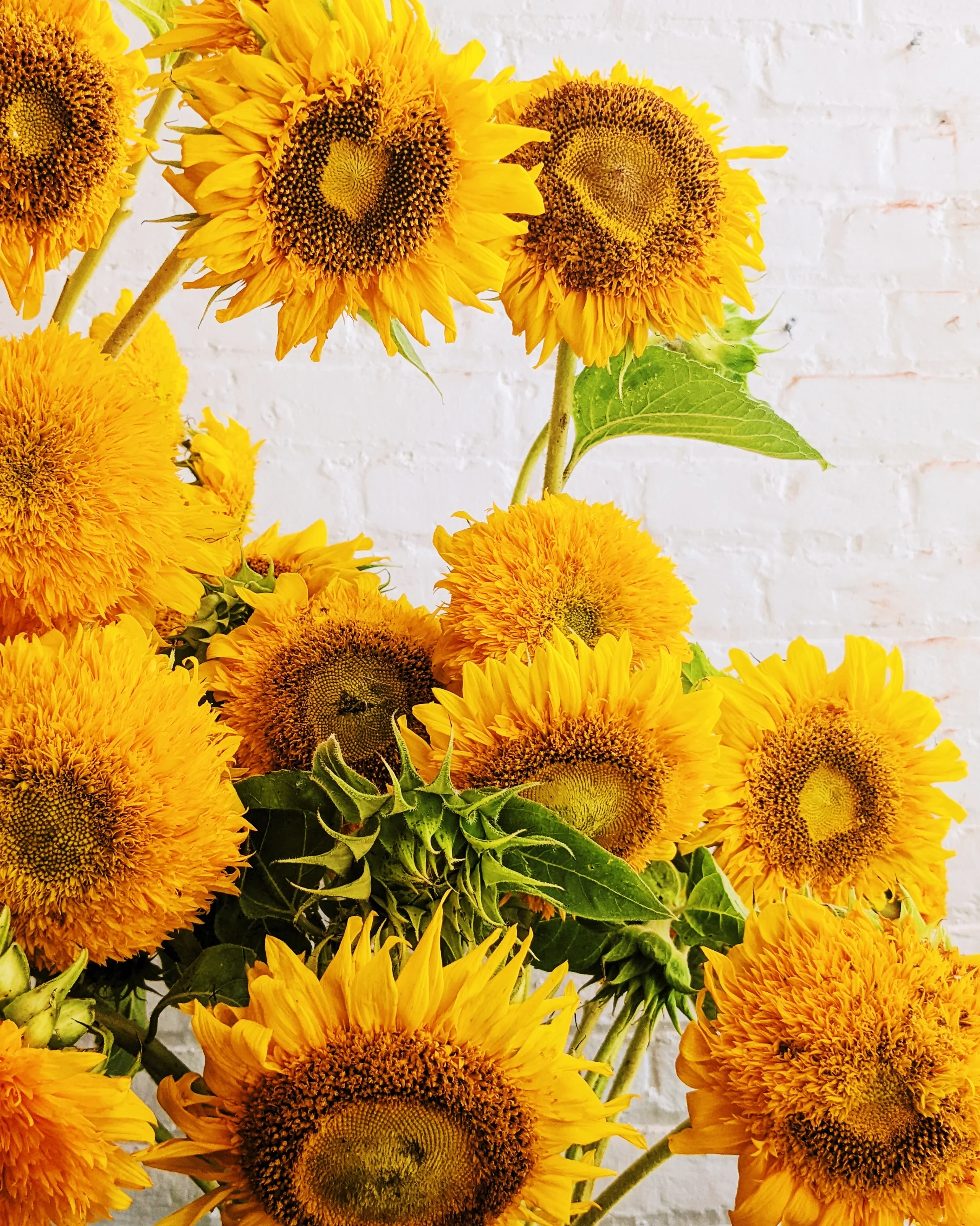  Vibrant bunch featuring multiple charming sunflowers 