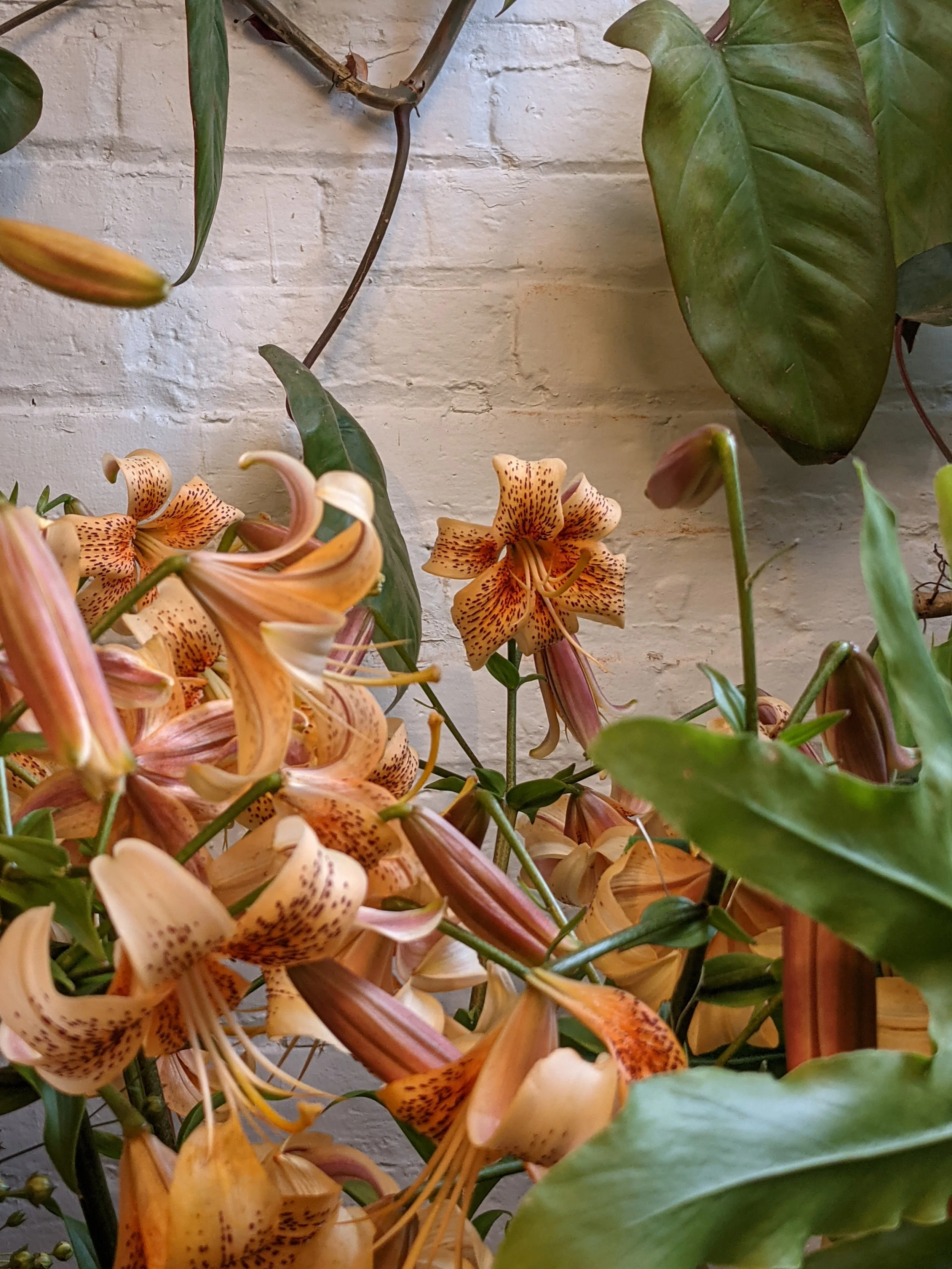  Bunches of robust blossoms available seasonally at Beacon flower shop 