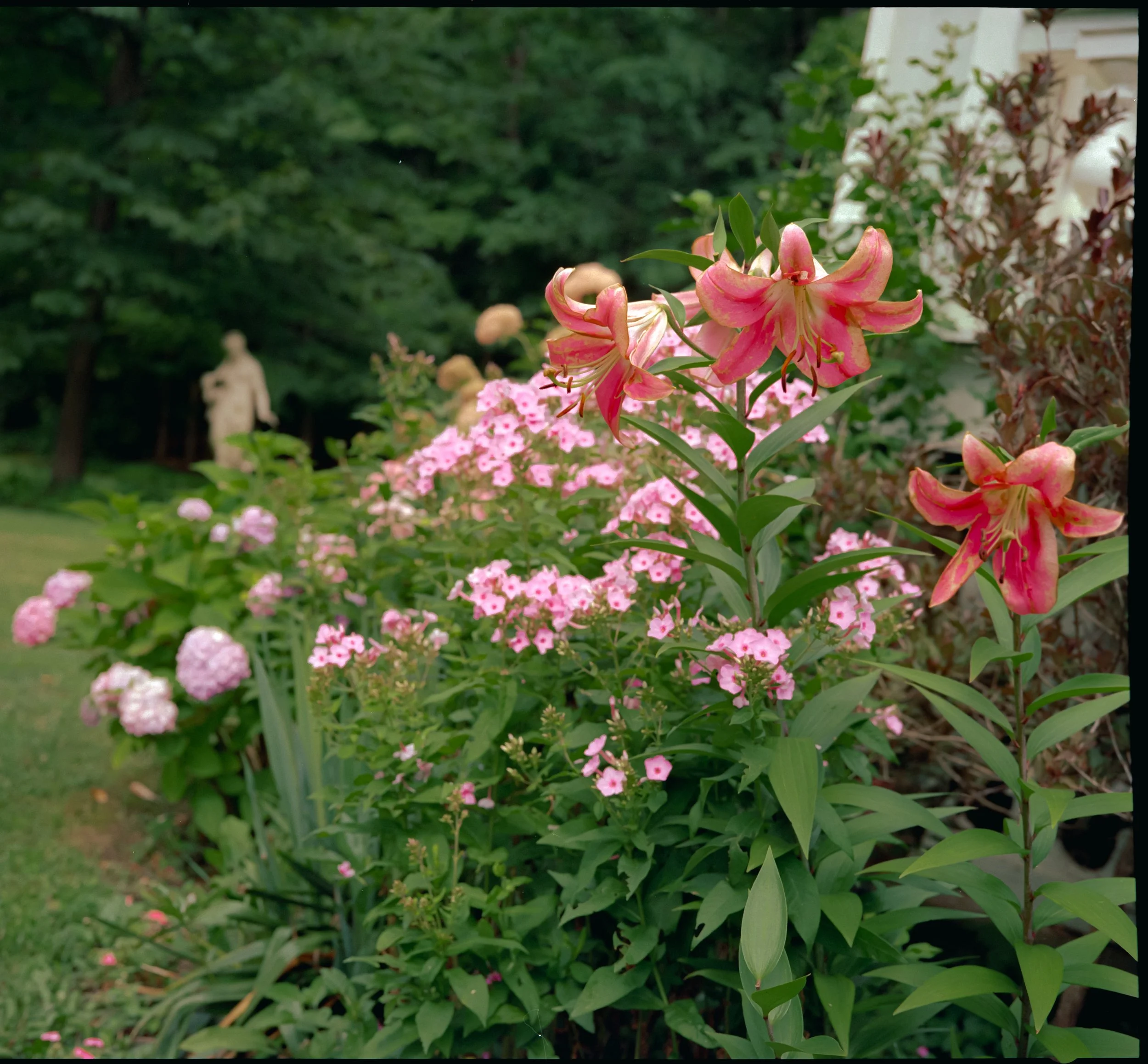  Wild, organic lilies growing in well kept garden   